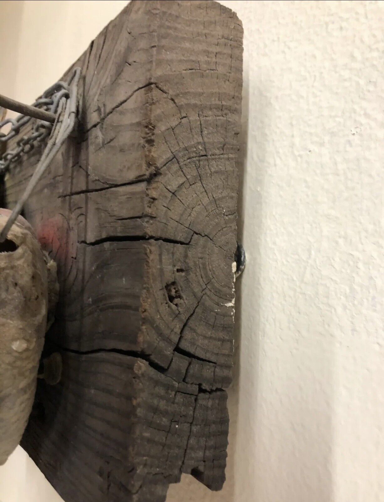 Realistic Crappie Wall Mount Wildlife Art Cabin Art Decor