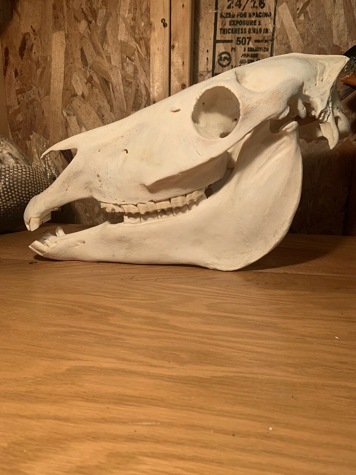 Zebra Skull Taxidermy Mount