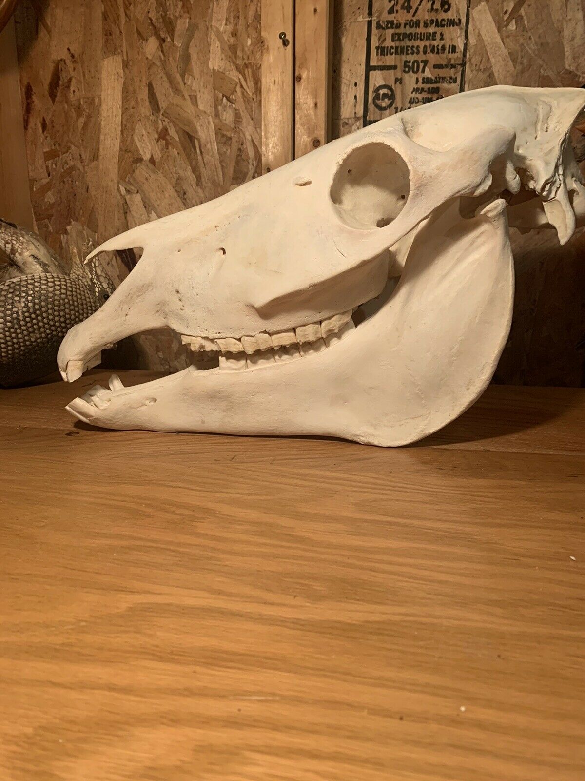 Zebra Skull Taxidermy Mount