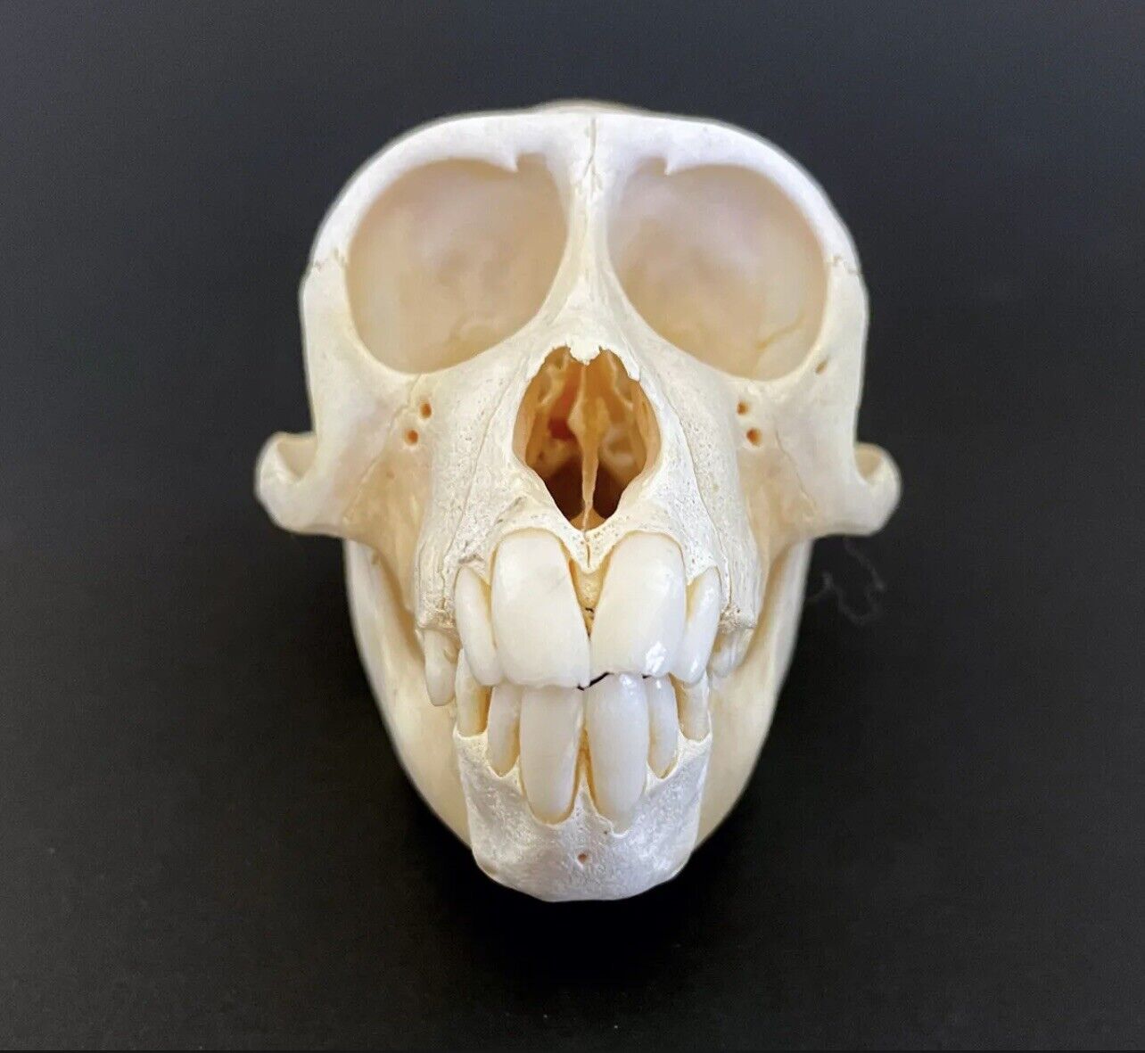 Rhesus macaque monkey skull