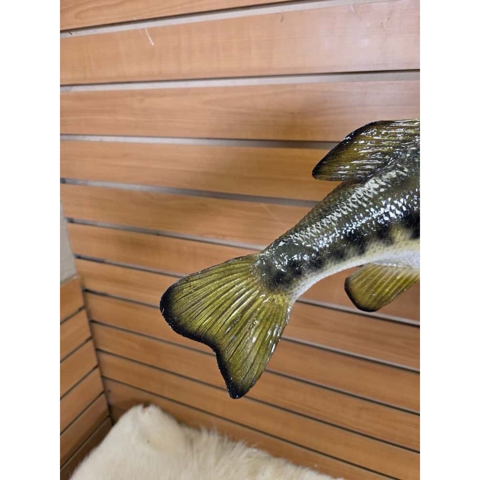 JTV215 - Real Skin Largemouth Bass Fish Taxidermy Mount 21”