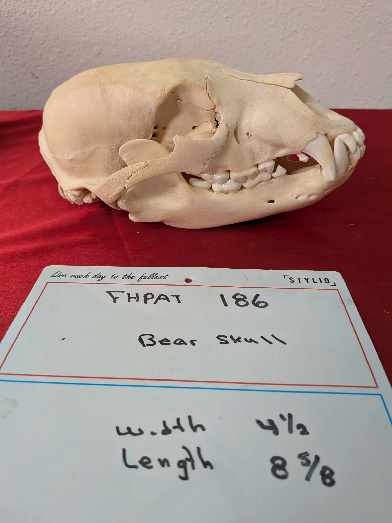 FHPAT186 -professionally cleaned black bear skull