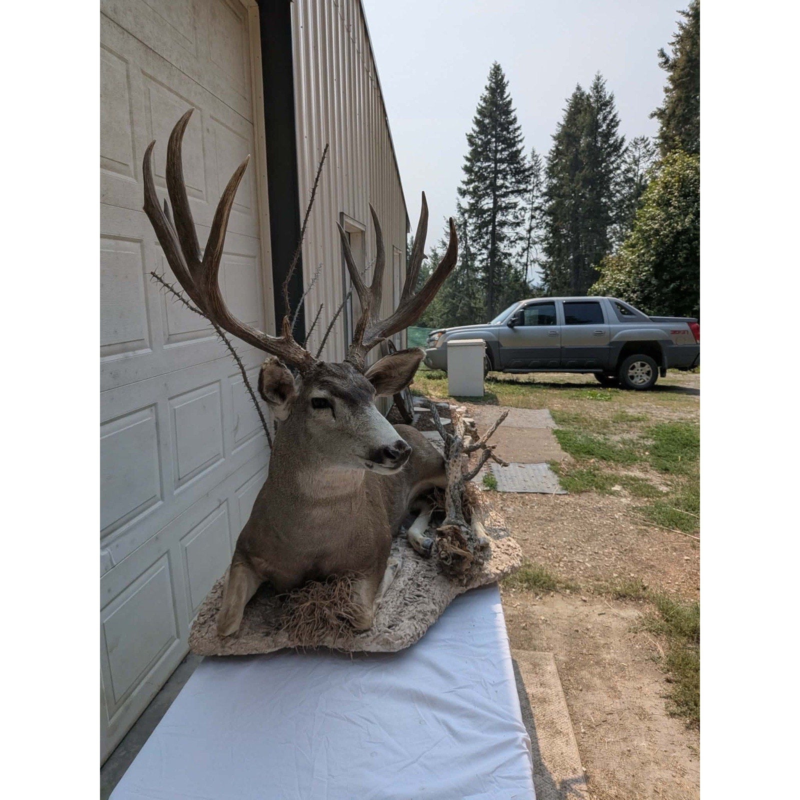 FHPATMU21 - Desert Mule Deer Full Body Taxidermy Mount
