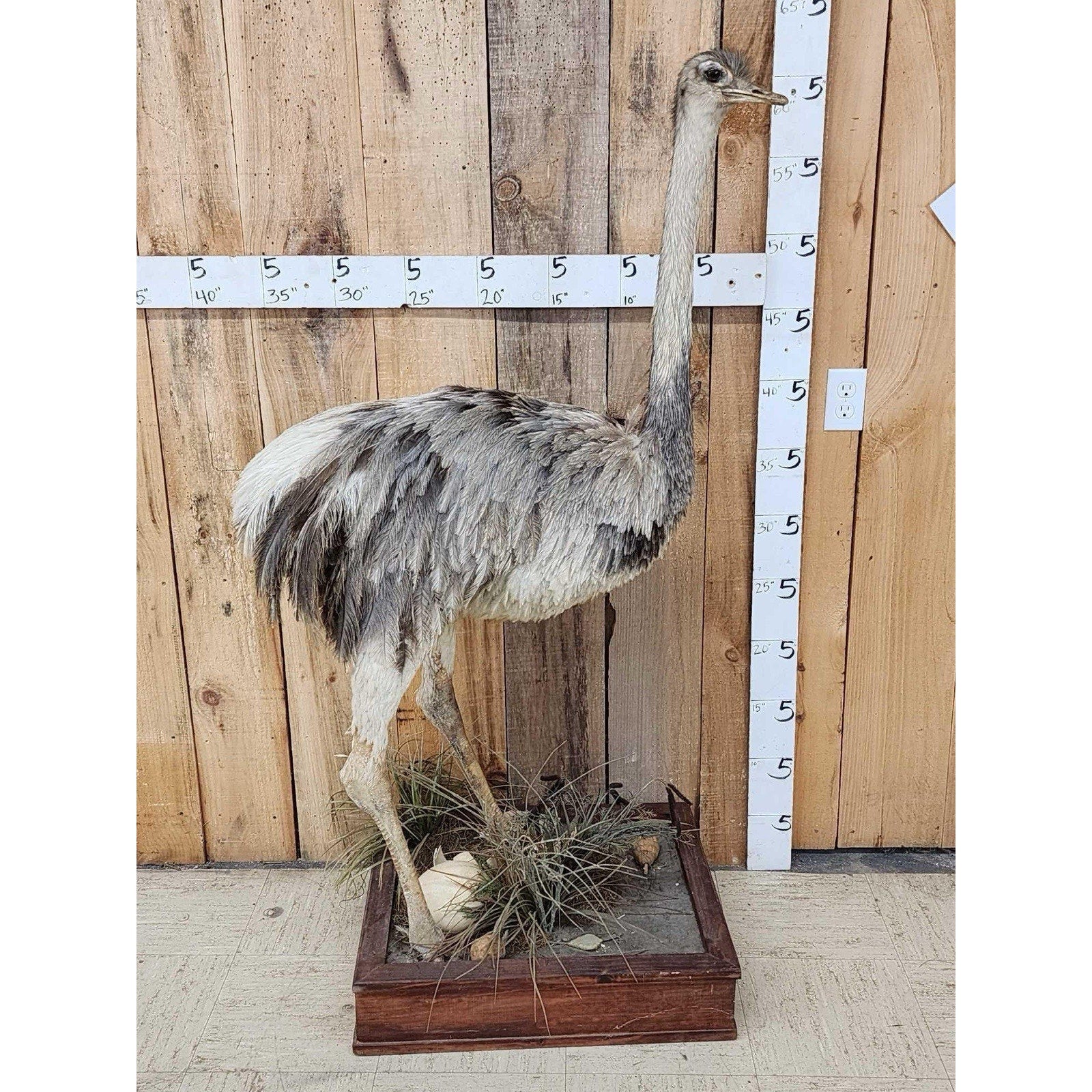FHHFK1 - Rhea Full Body Bird Taxidermy Taxidermy Mount