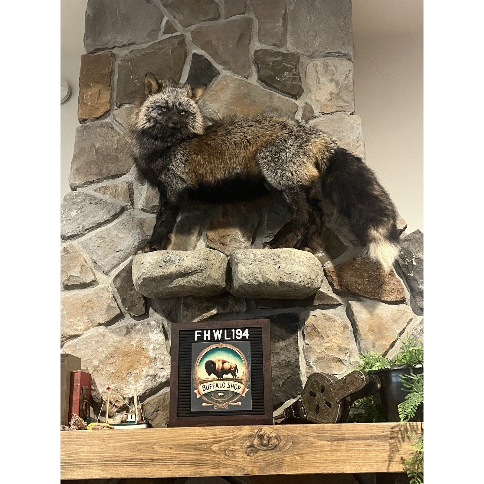 FHWL194- Museum Quality Ranch Fox Taxidermy mount