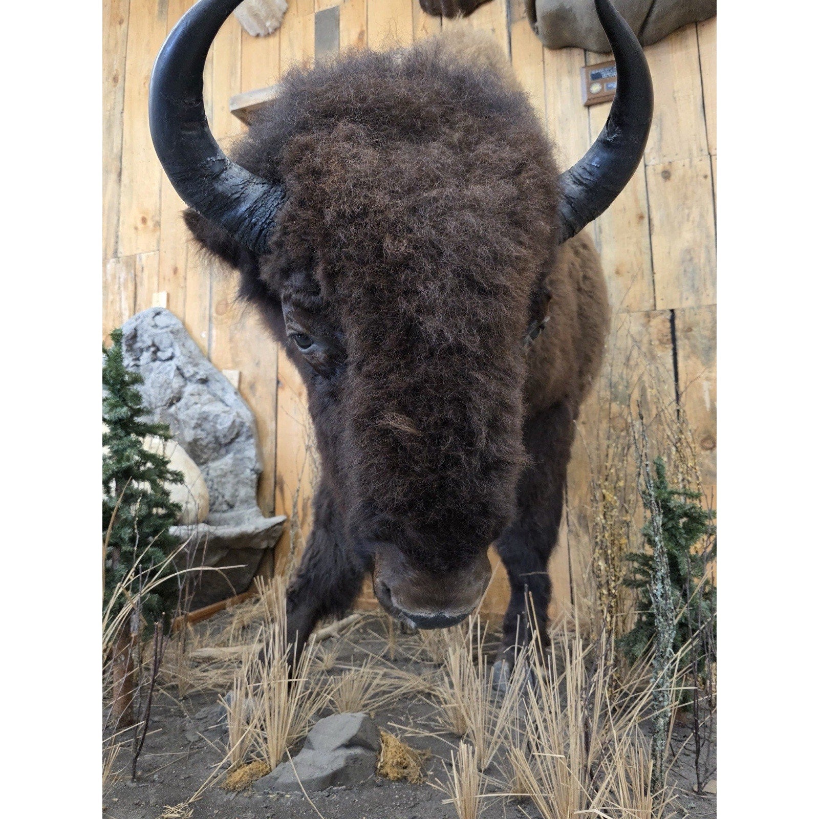 FHCM775 - Massive Buffalo Bison Taxidermy Half mount Bull