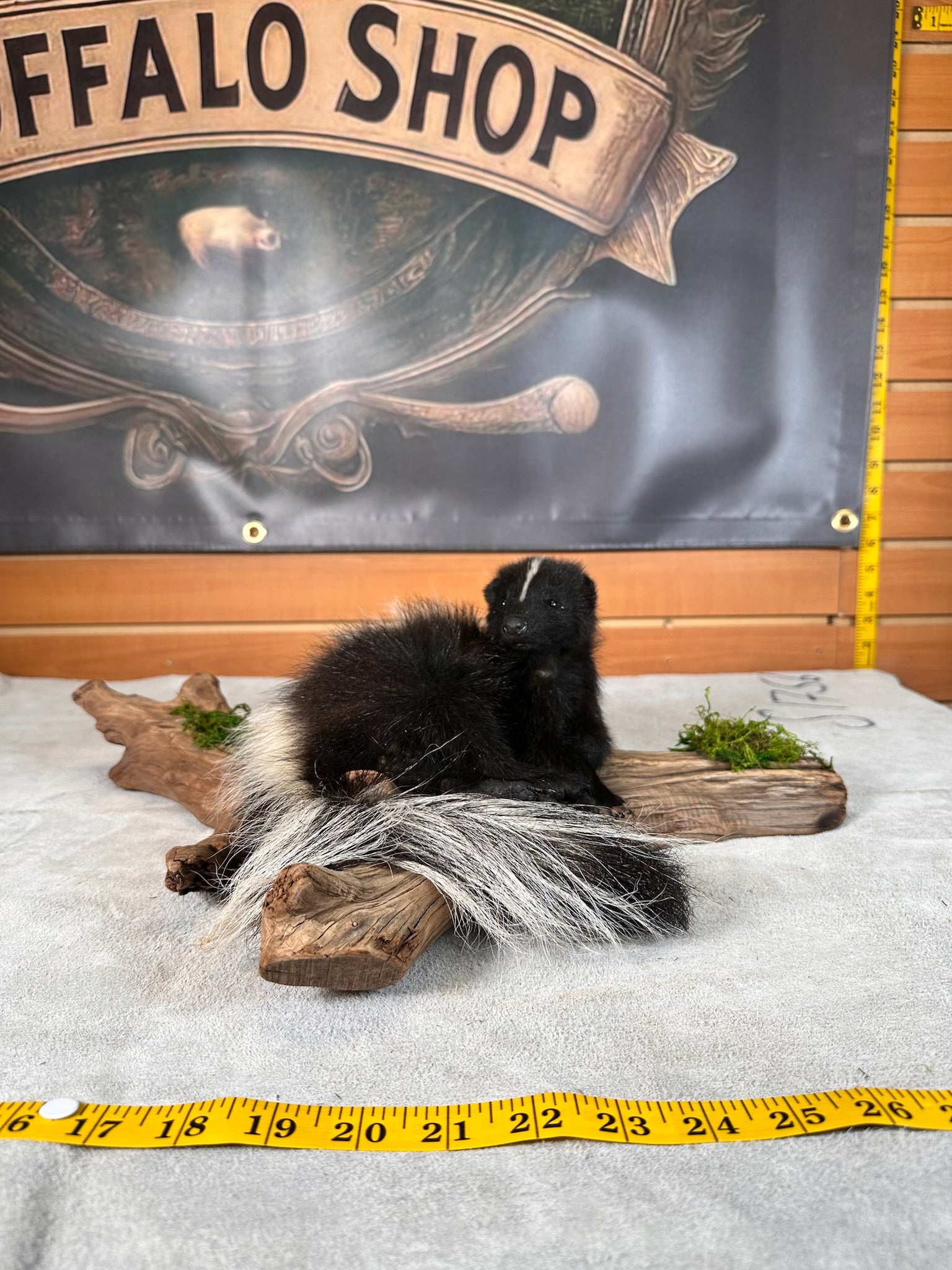 FHSKU33- baby skunk taxidermy mount