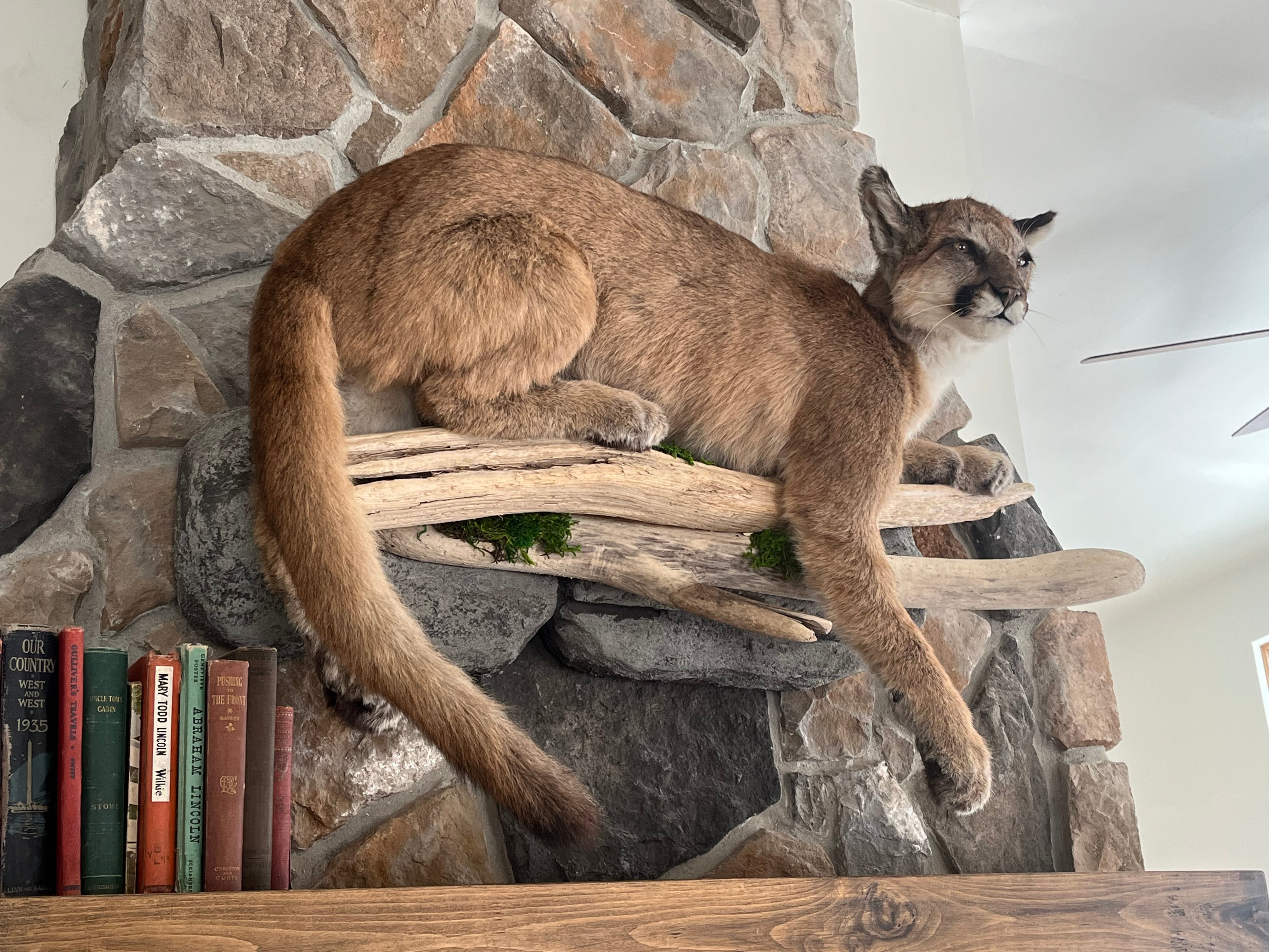 FHWL29 - Cougar Lifesize Taxidermy Mount