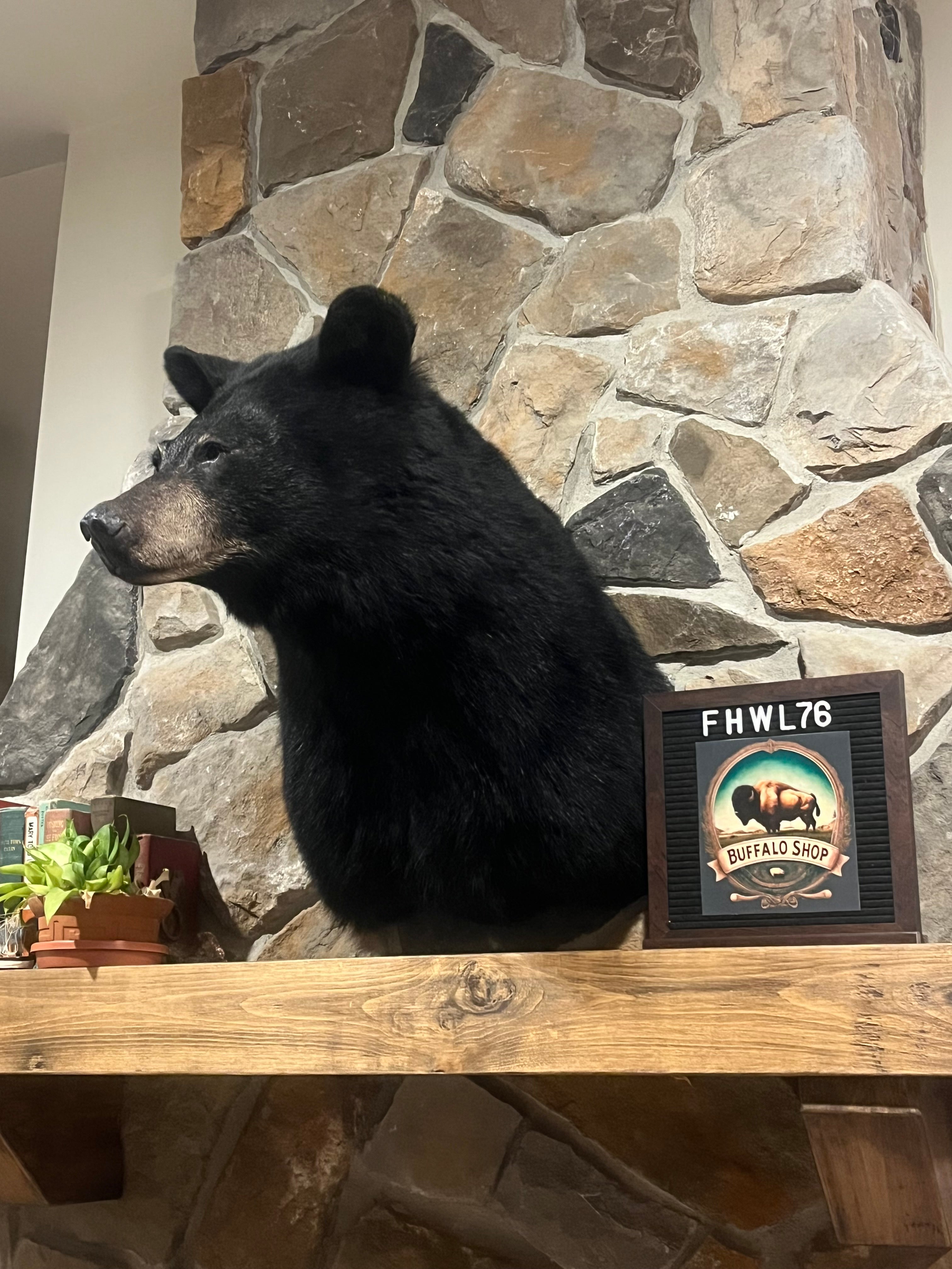 FHWL76 - Black Bear shoulder mount