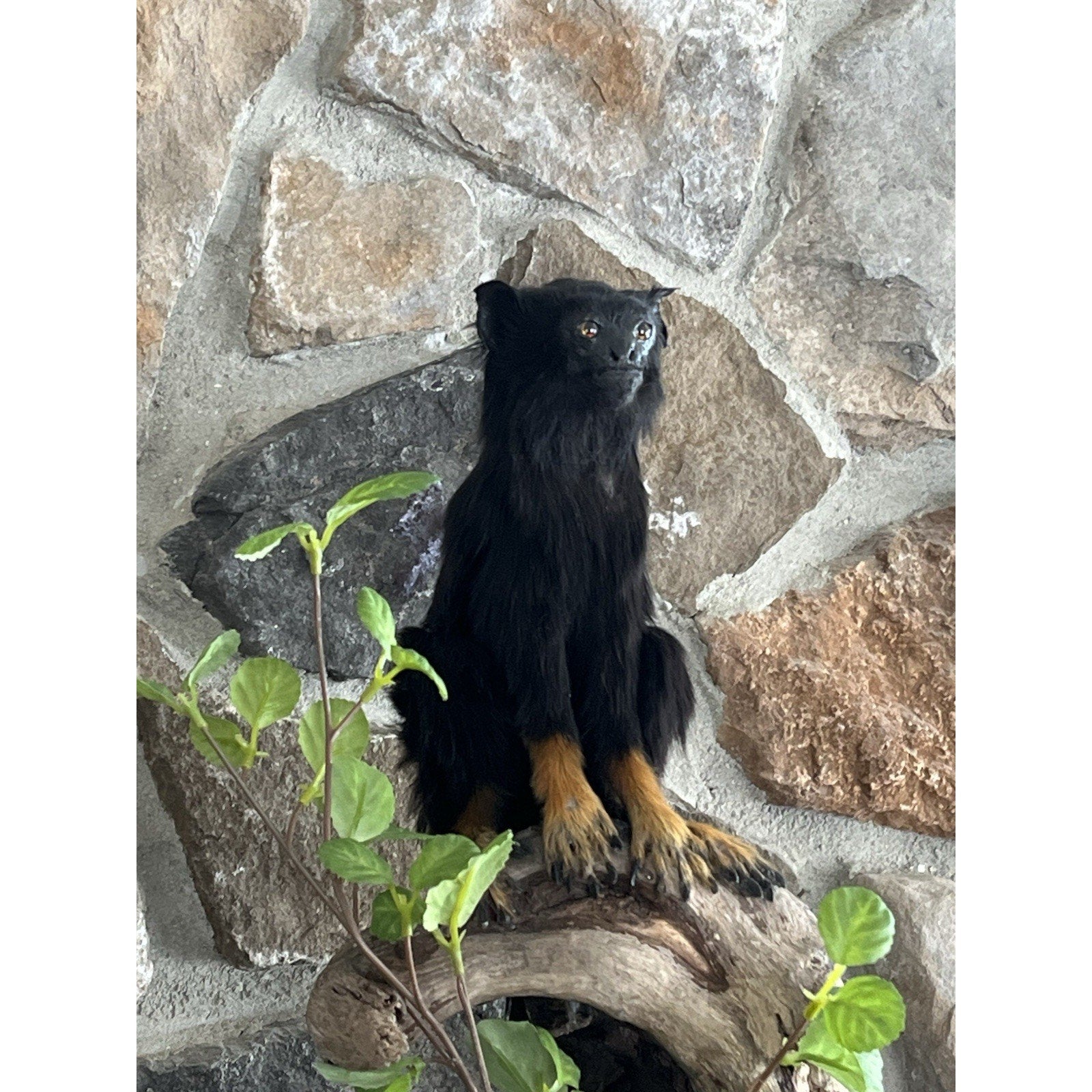 FHWL80 - red-handed tamarin Monkey (Saguinus midas) Taxidermy Mount