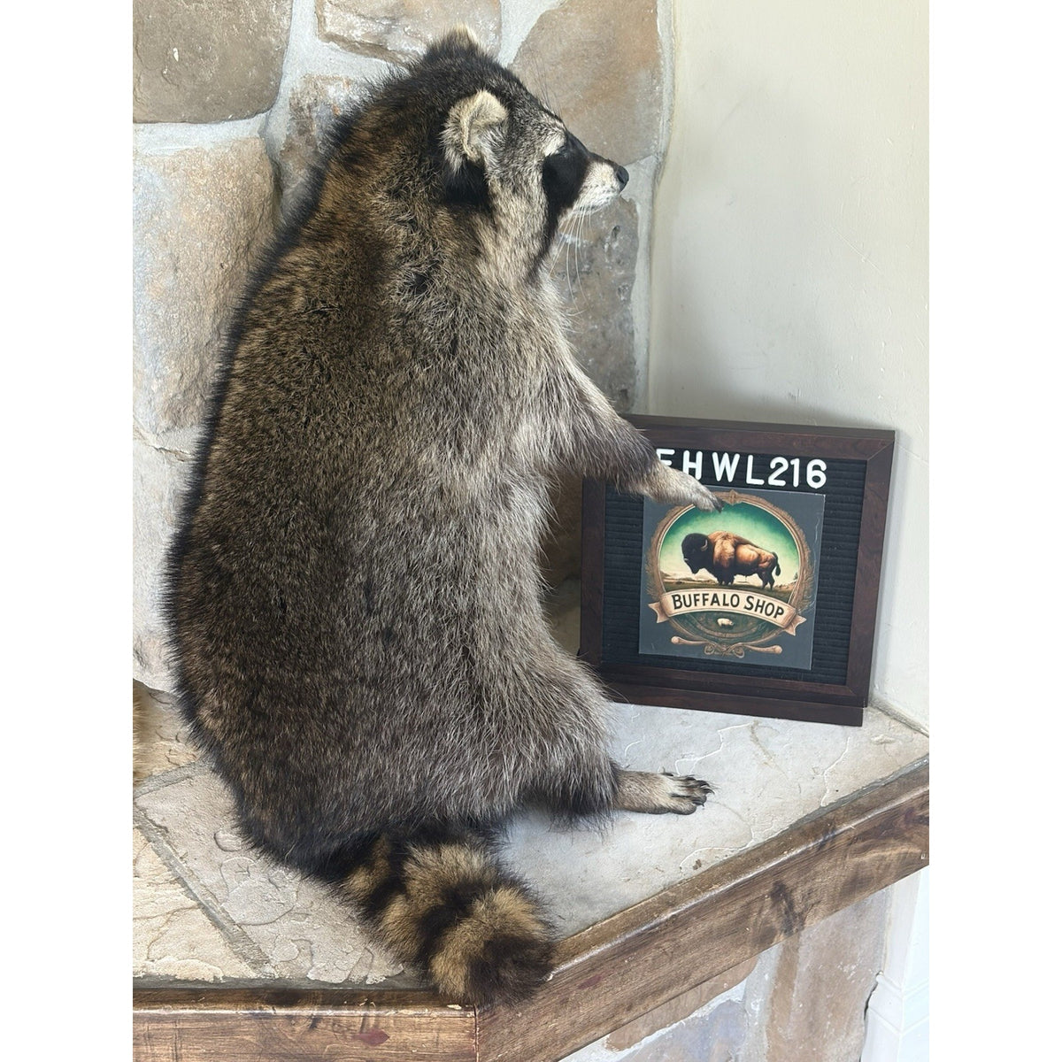 FHWL216 -premium Fat Raccoon Taxidermy Mount