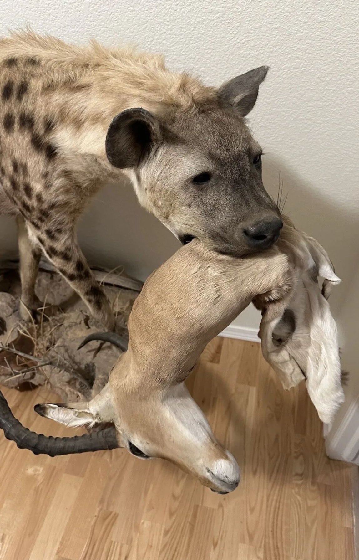 FH163-Spotted Hyena Life-Size Taxidermy African Safari With Prey