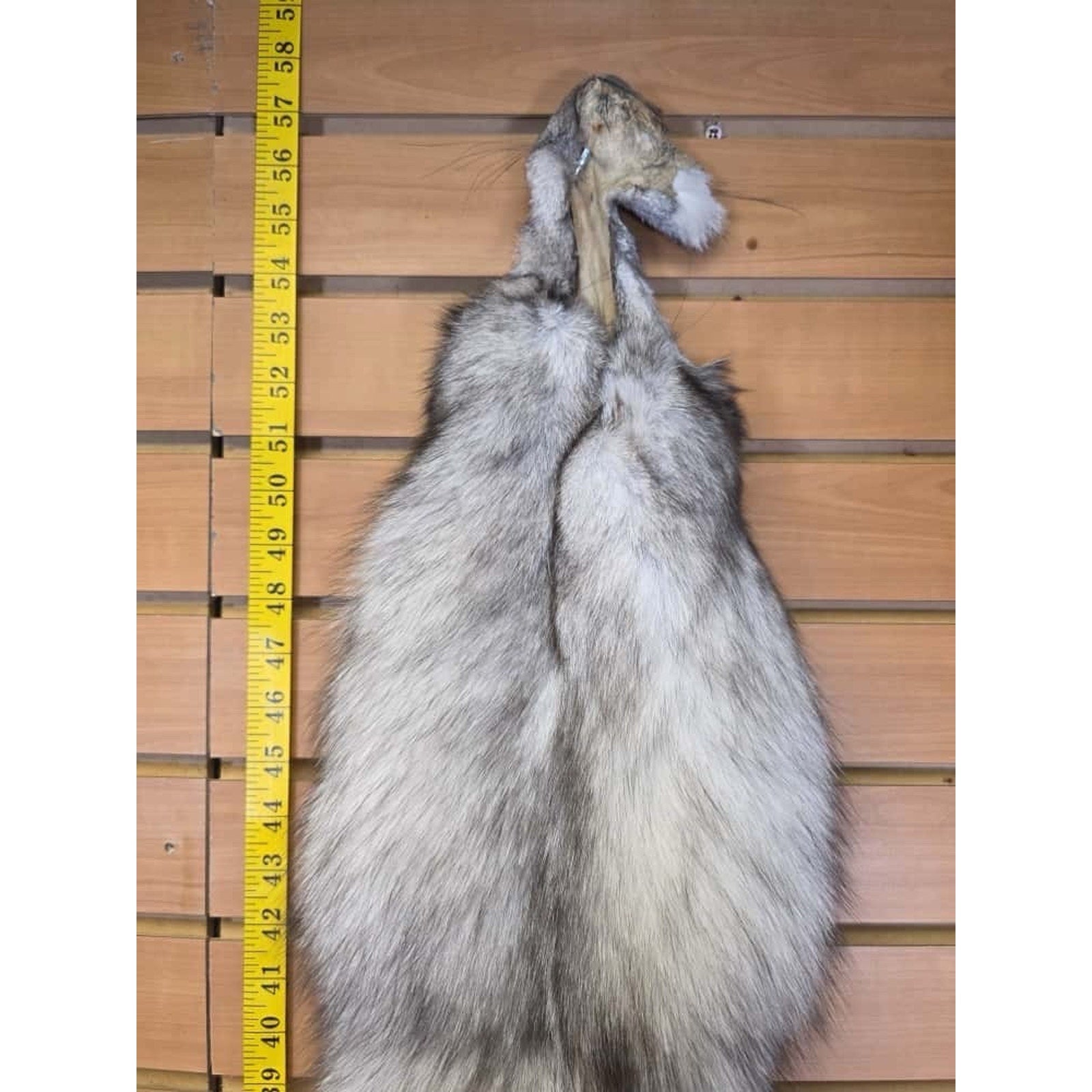 FHCM6- Blue Ranch Fox Soft Tanned Furs Taxidermy