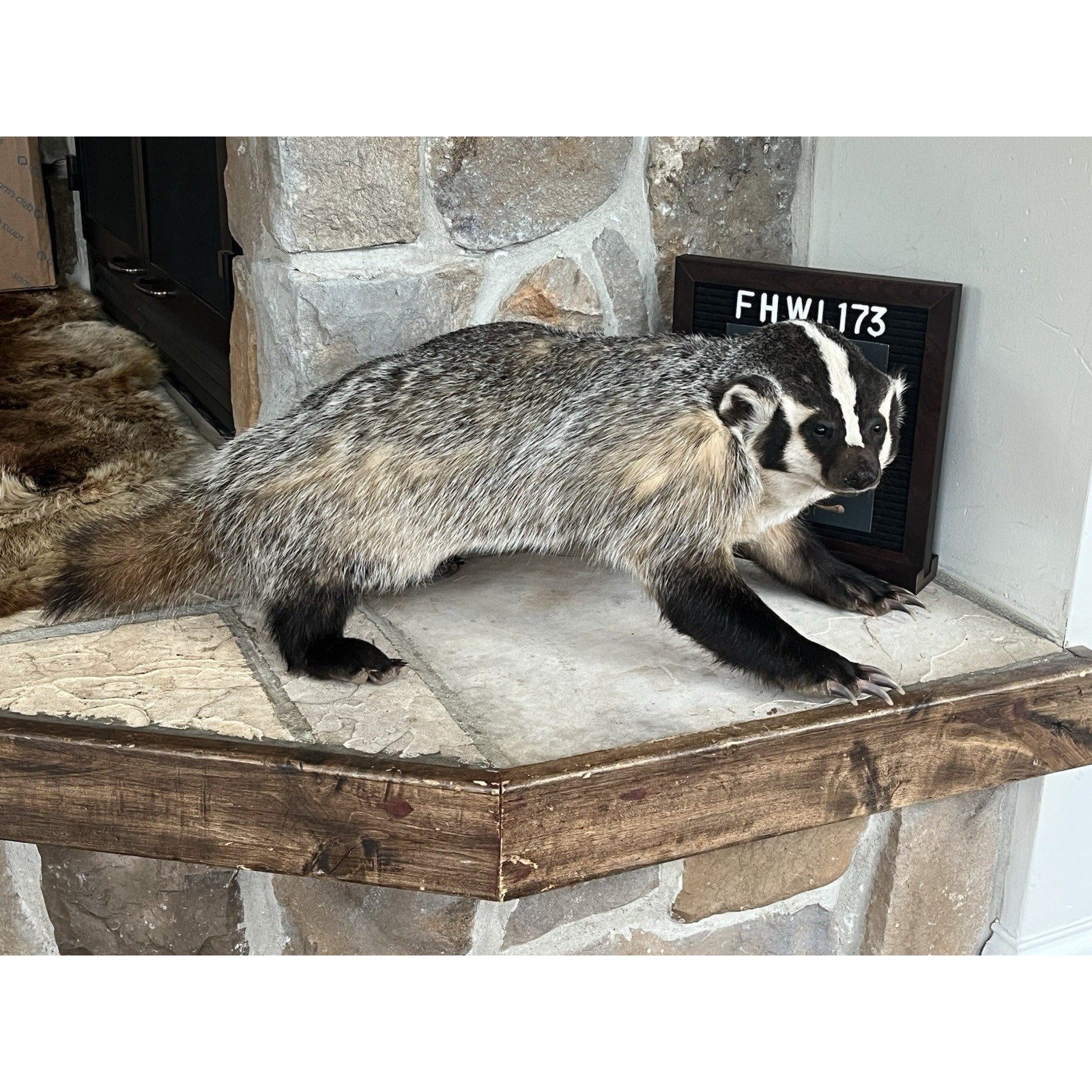 FHWL173- Fat Badger Taxidermy Mount