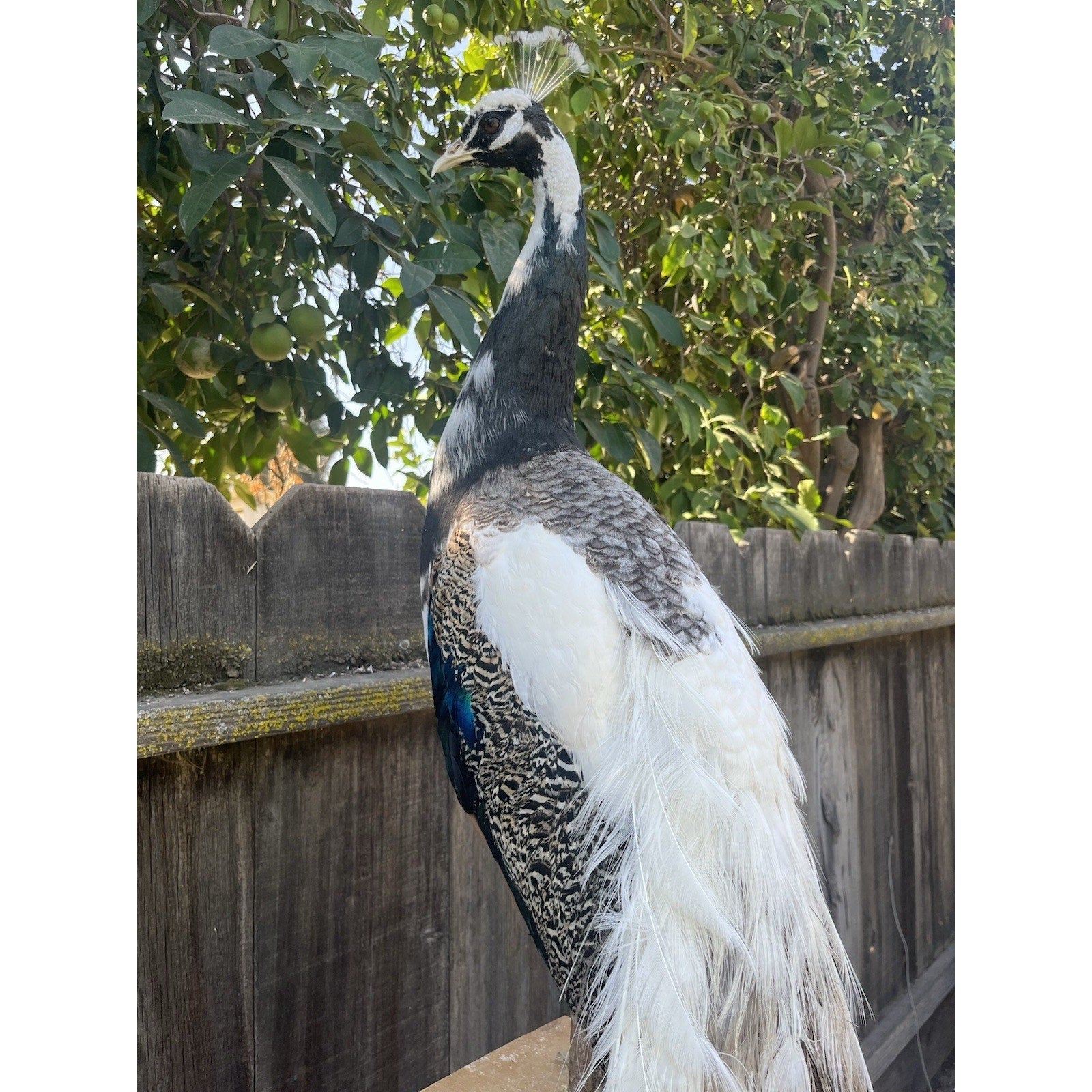 FHJOEL1002-Real Piebald PEACOCK Taxidermy Mount museum quality Facing Left