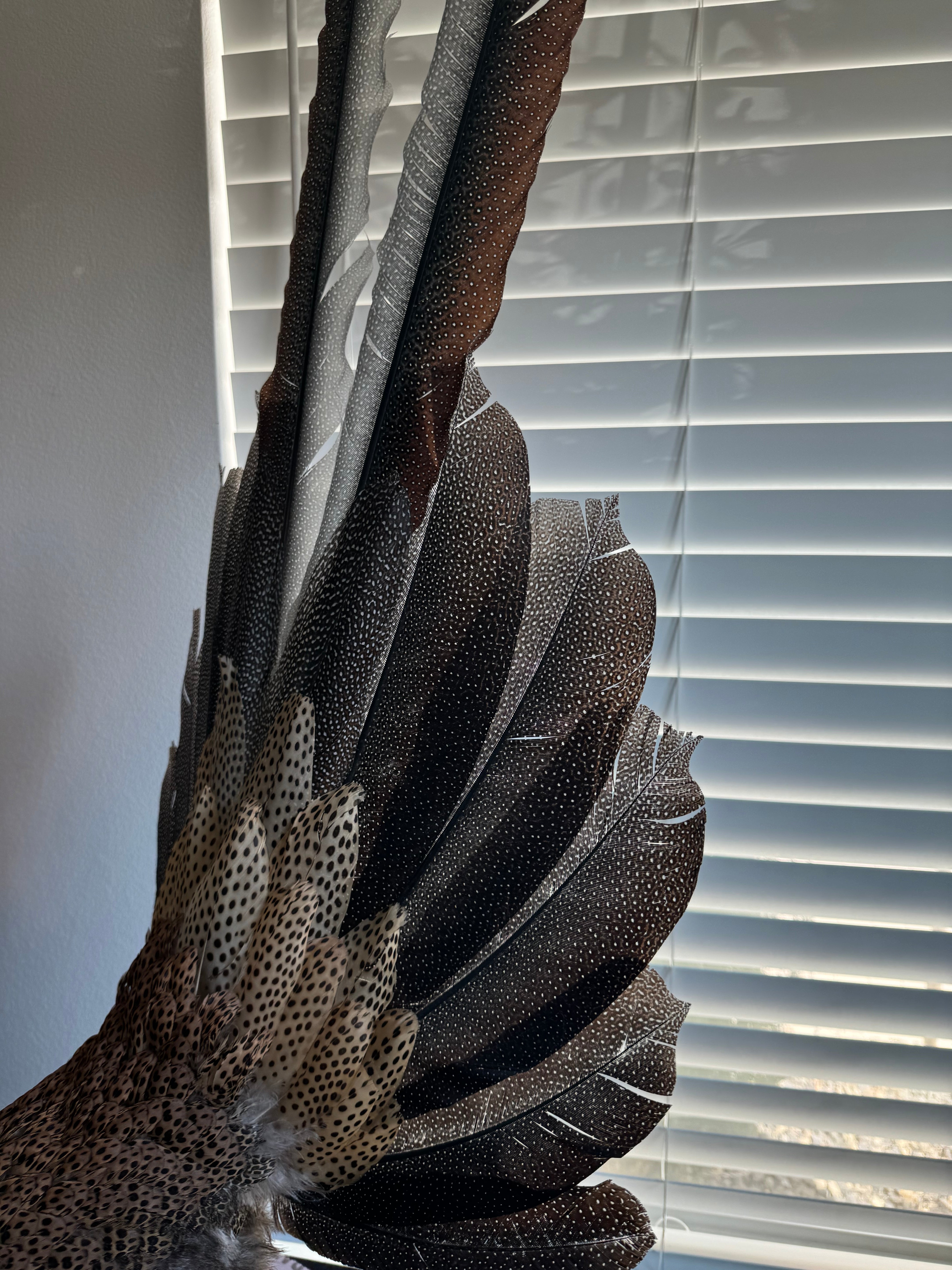FHKY2 - Museum Quality Male Argus pheasant taxidermy mount