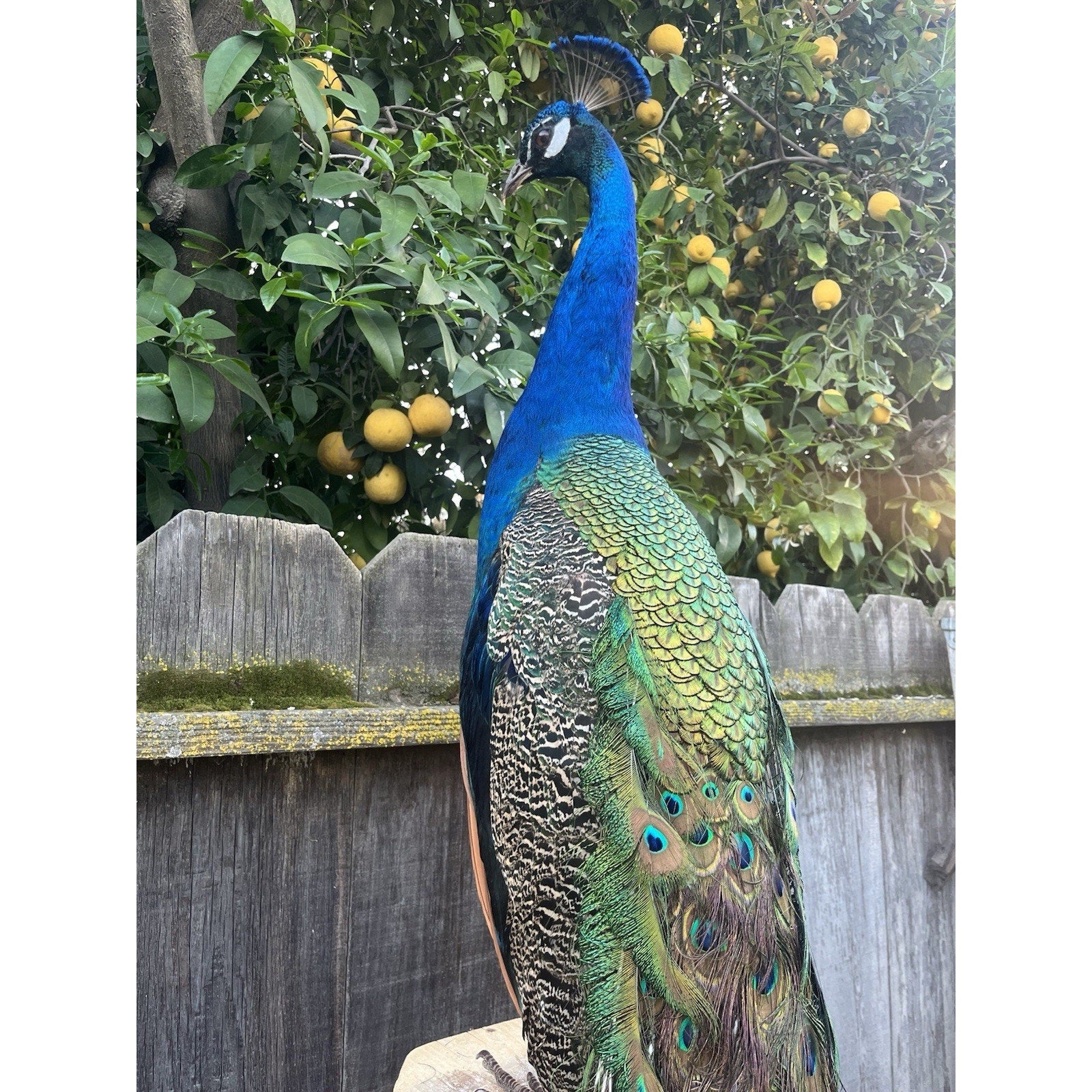 FHJOEL100 - India Blue Real PEACOCK Taxidermy Mount museum quality