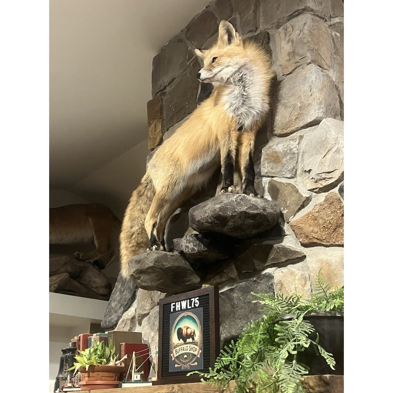 FHWL75 - Museum Quality Red Fox Taxidermy mount