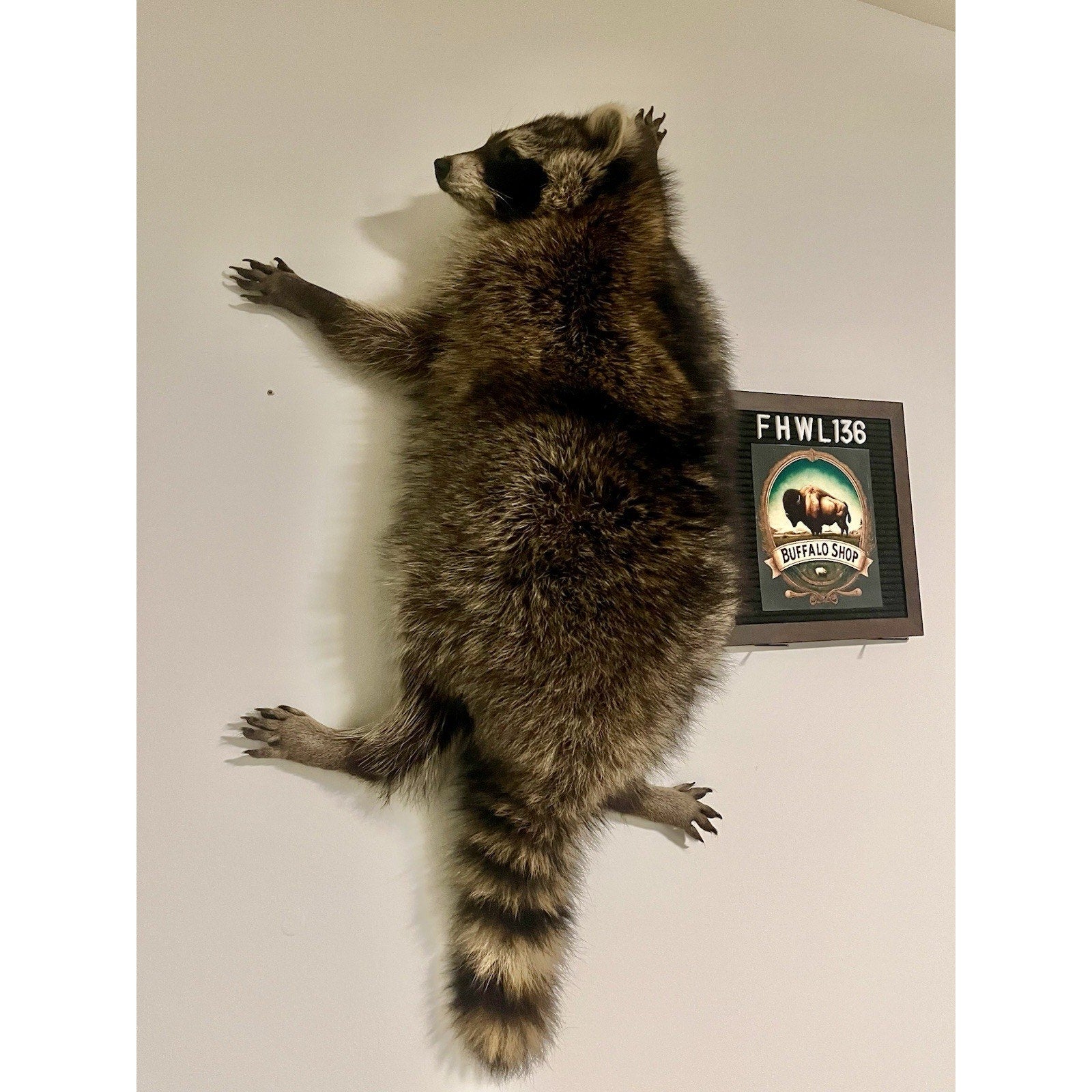 FHWL136 - Fat Raccoon Taxidermy Mount