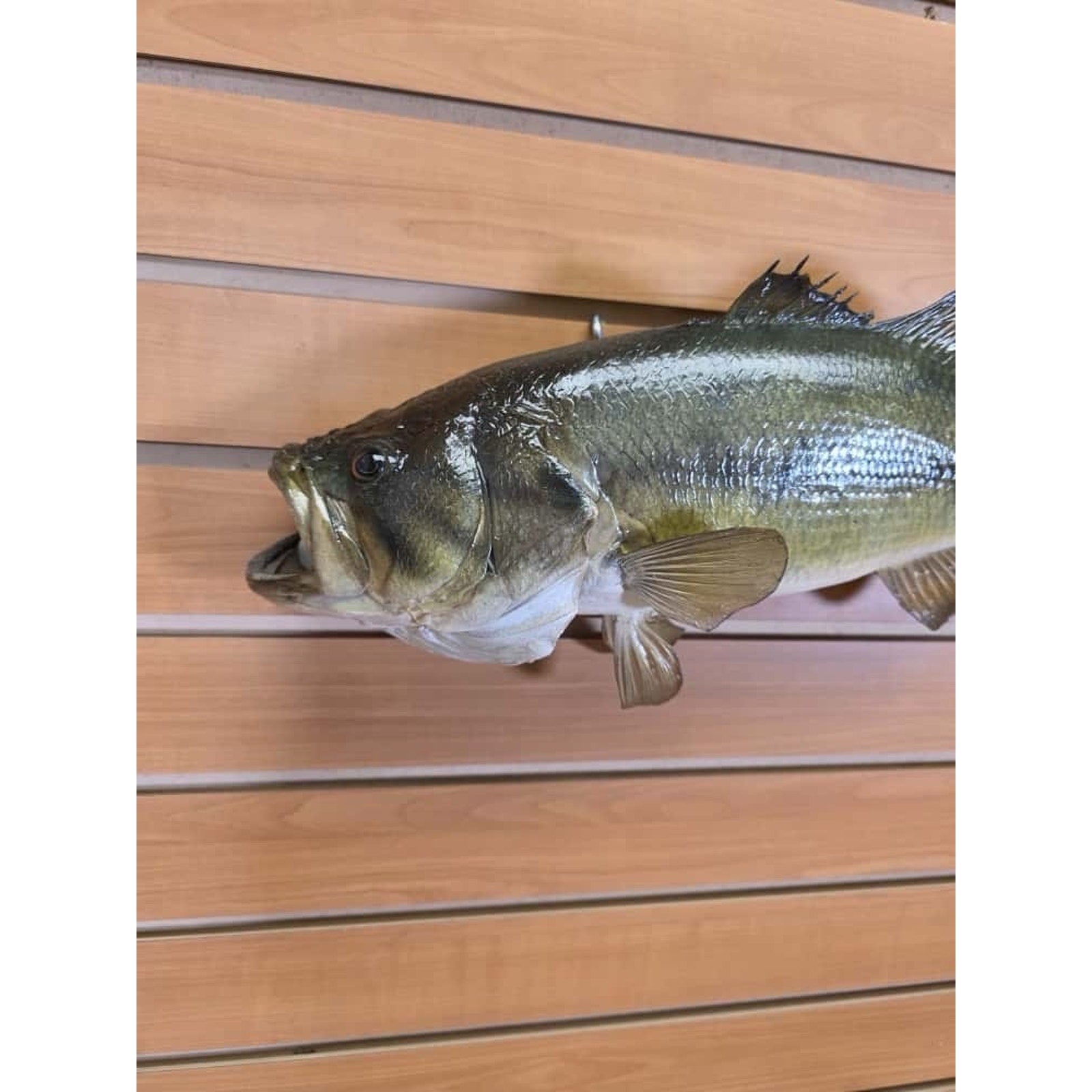 JTV212 - Real Skin Bass Fish Taxidermy Mount 20”