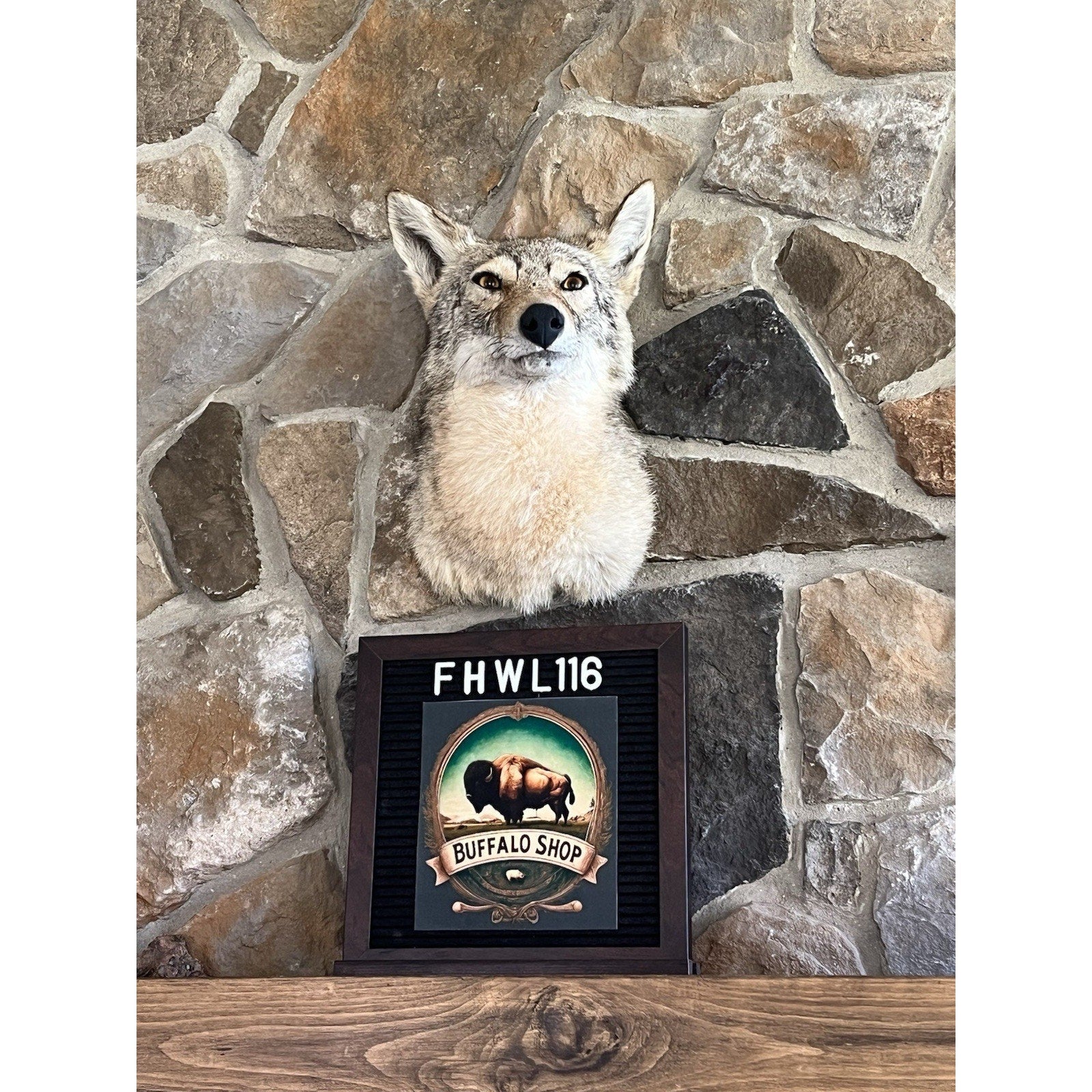 FHWL116 - Coyote Shoulder Museum Quality mount Taxidermy (slight Left Turn)