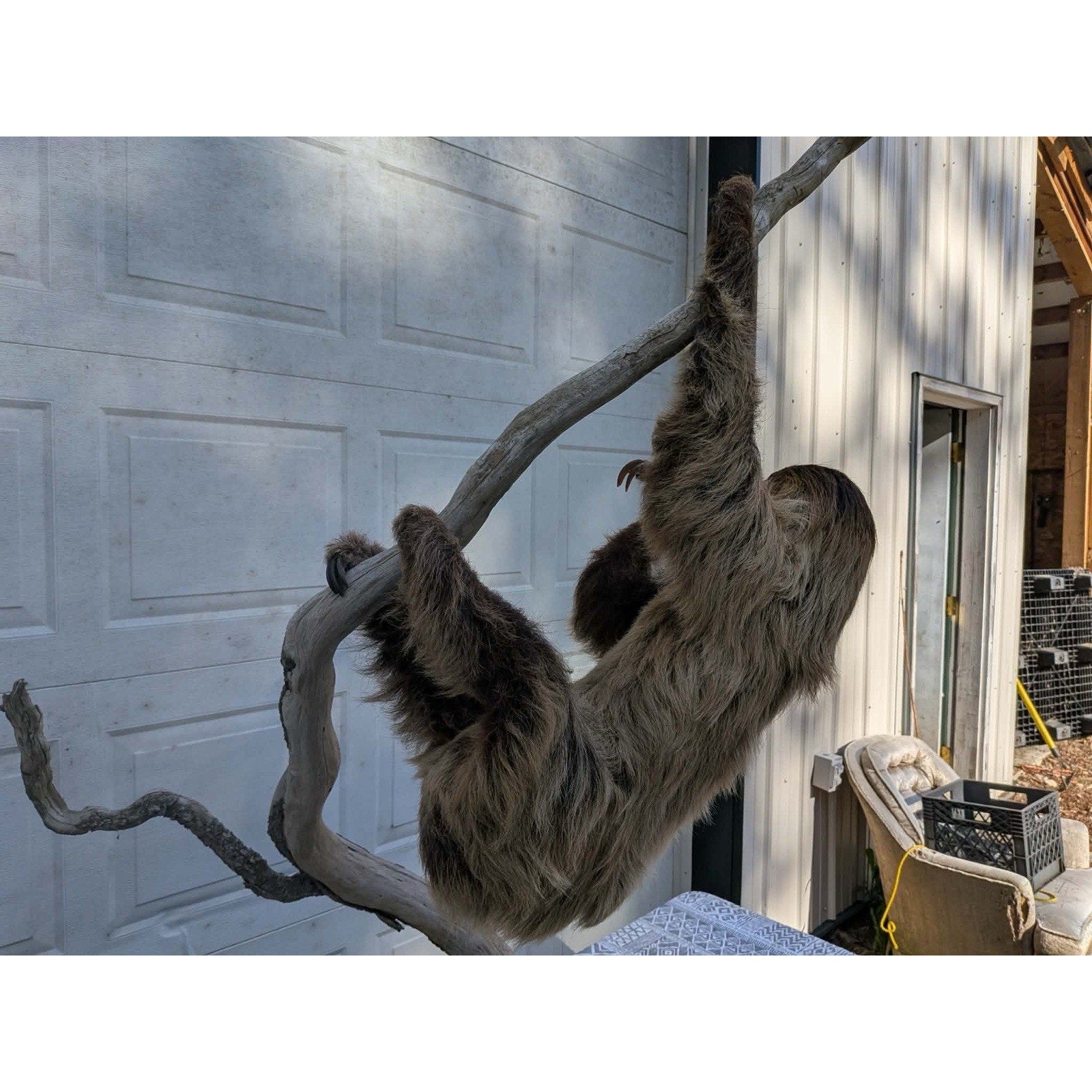 FHPAT160 - New Adult Sloth Taxidermy Mount Full Body