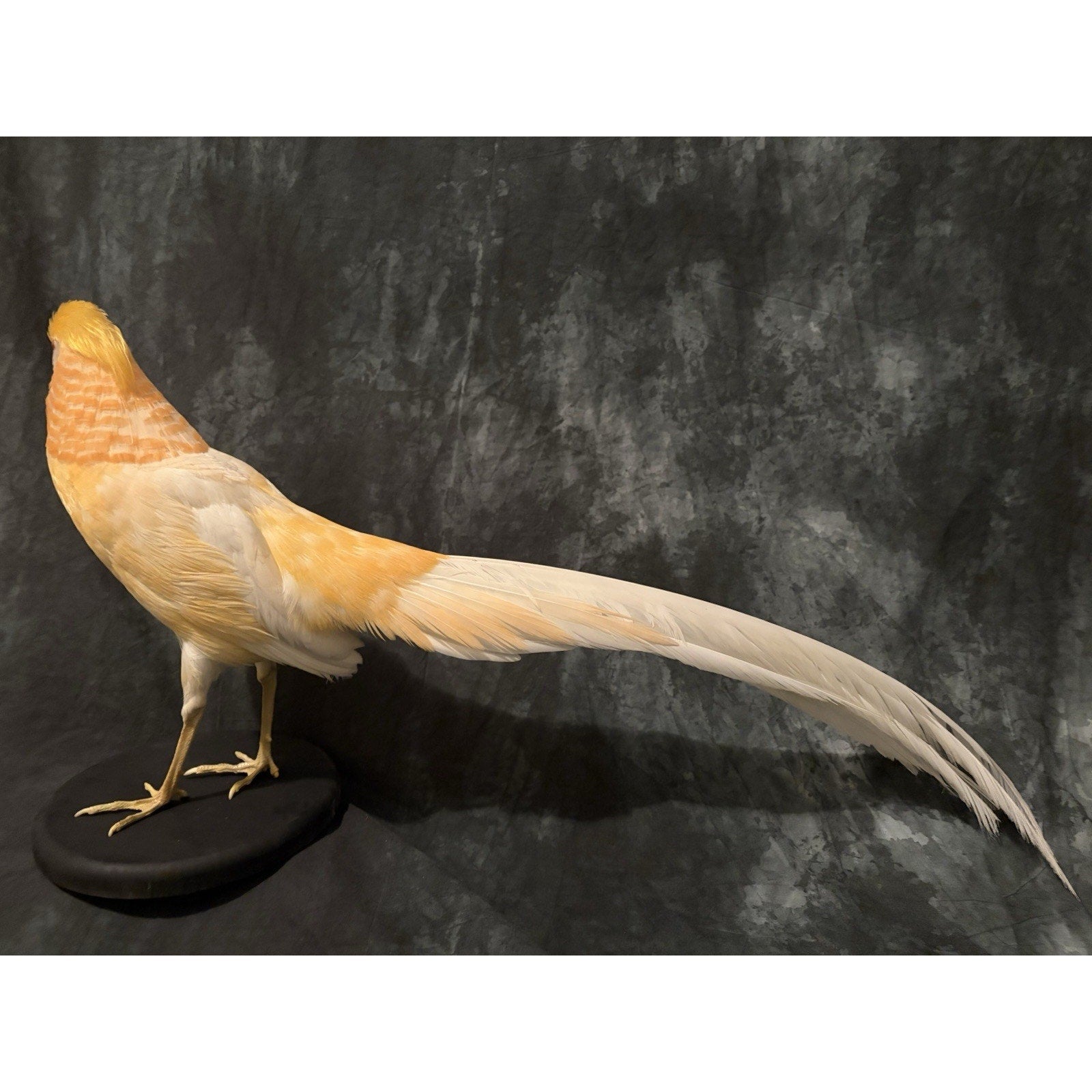 JROQ1 - Peach Golden Pheasant Taxidermy Mount