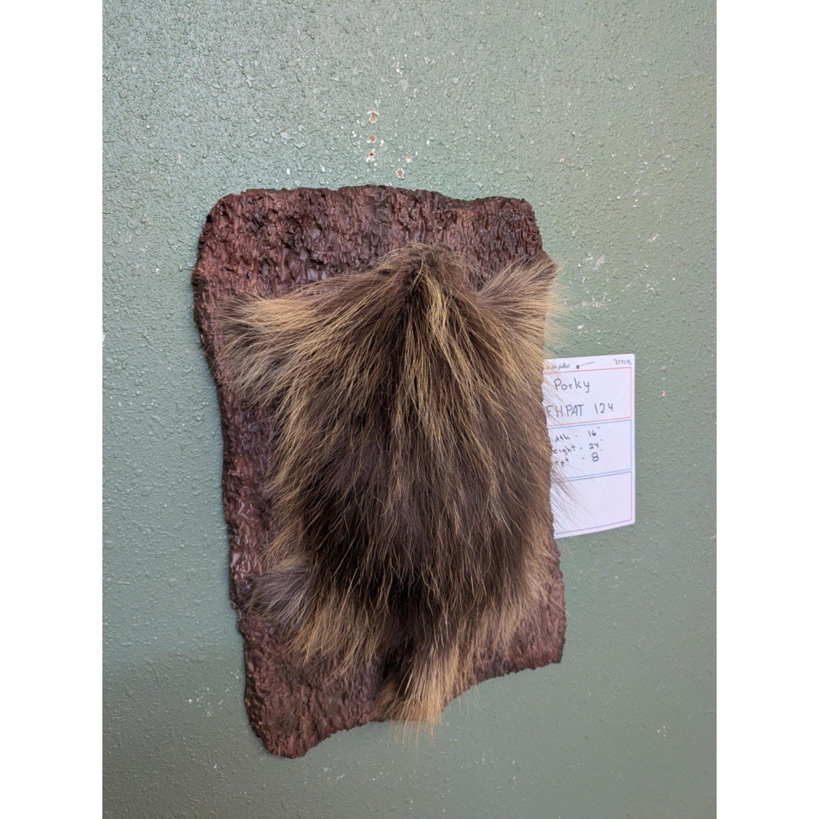 FHPAT124 - Beautiful Montana Prime Winter Porcupine Taxidermy Mount