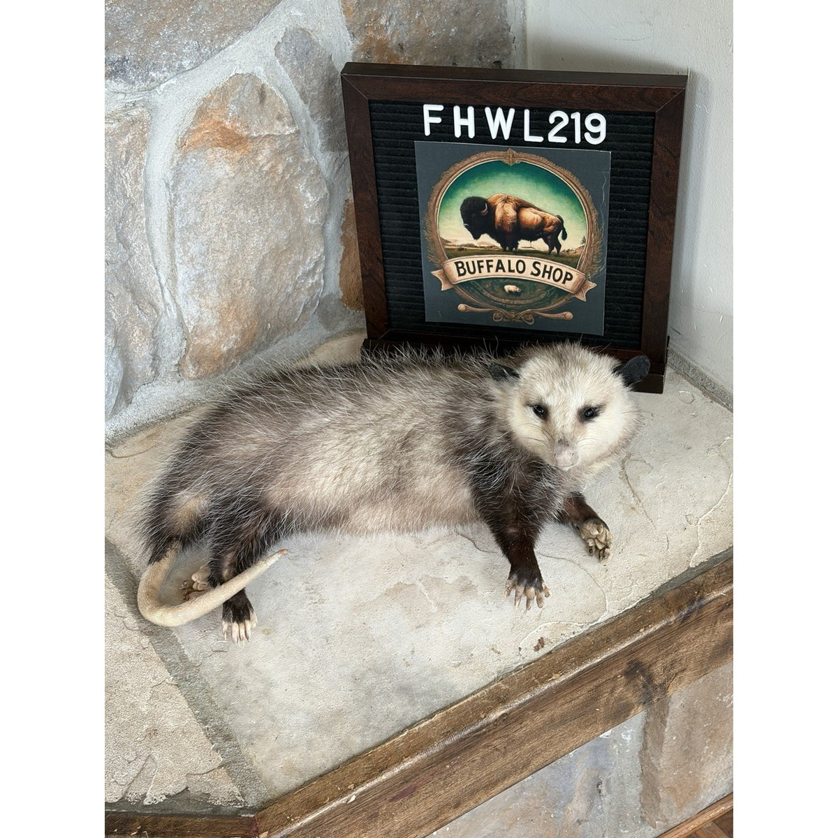 FHWL219 - Baby Opossum Taxidermy Full Body Mount
