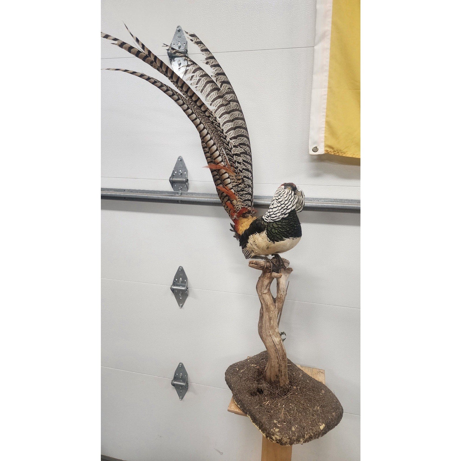 FHBRAD94-Lady Amherst Bird Taxidermy Table Mount