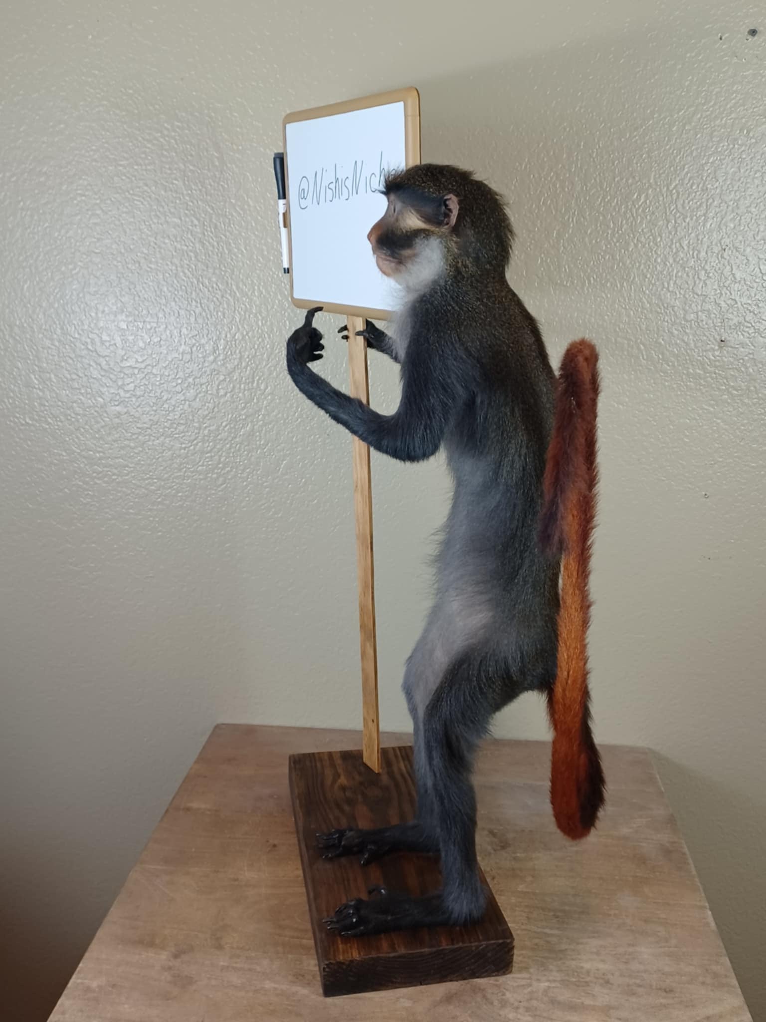 Red eared monkey taxidermy mount