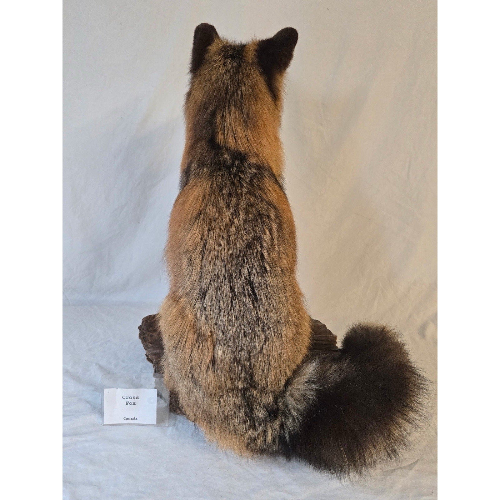 JRADA2 - Cross Fox Taxidermy mount