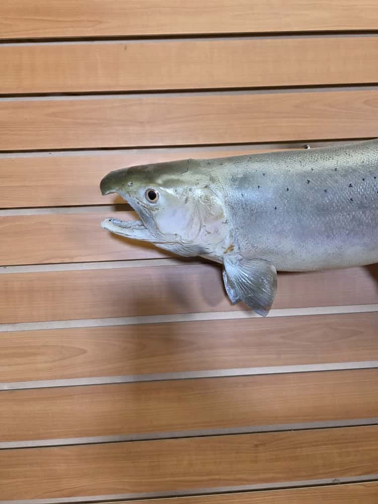 JTV268 -27" Trout Real Skin Fish Taxidermy