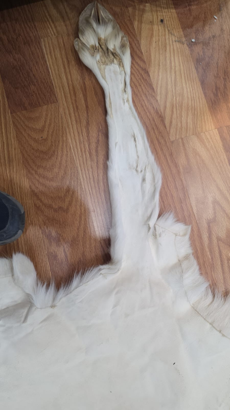 FHSD43 - caribou white beautiful hide 50”x30”