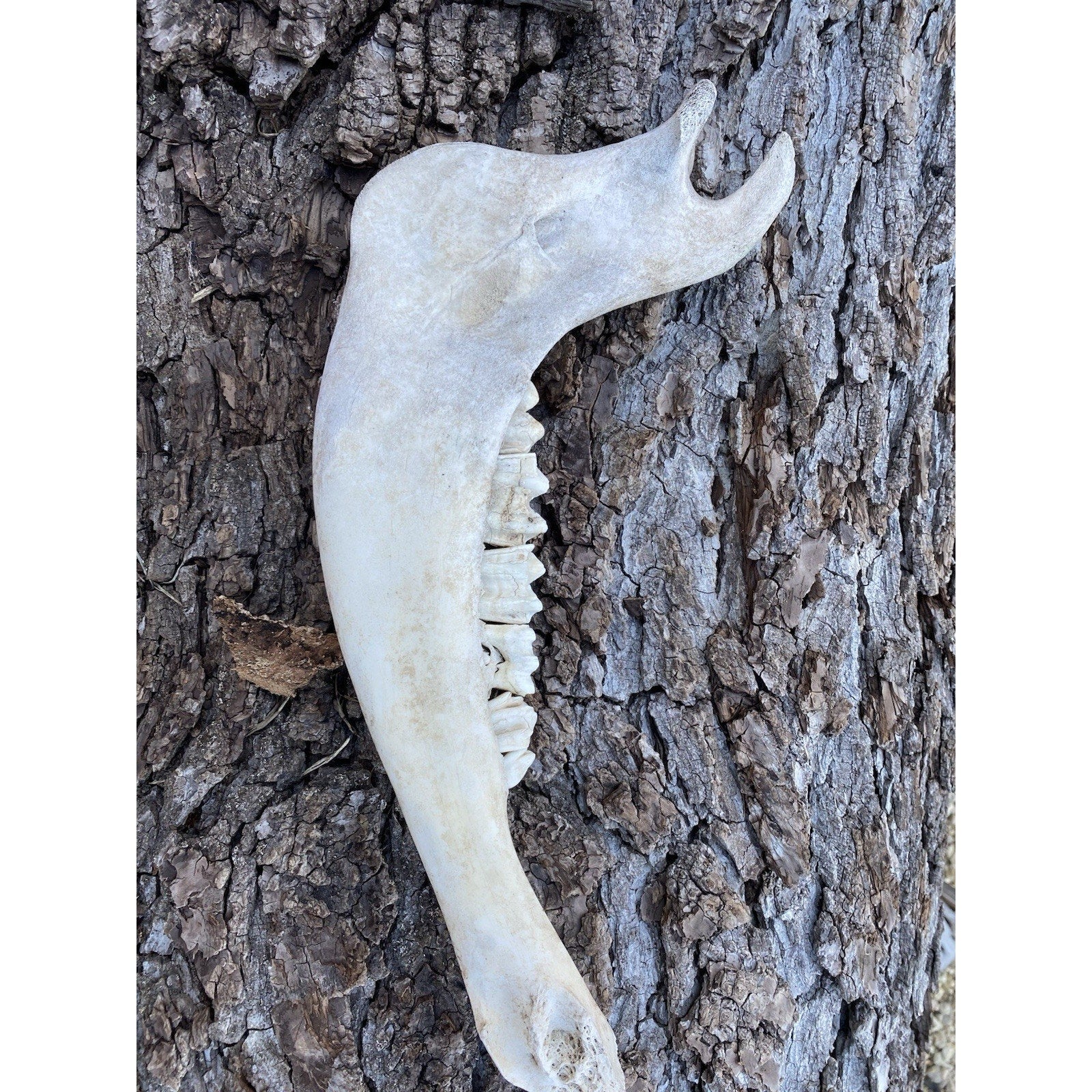 FHDAR738 - TAXIDERMY LARGE Buffalo/Bison JAW Bones Log Cabin 16"