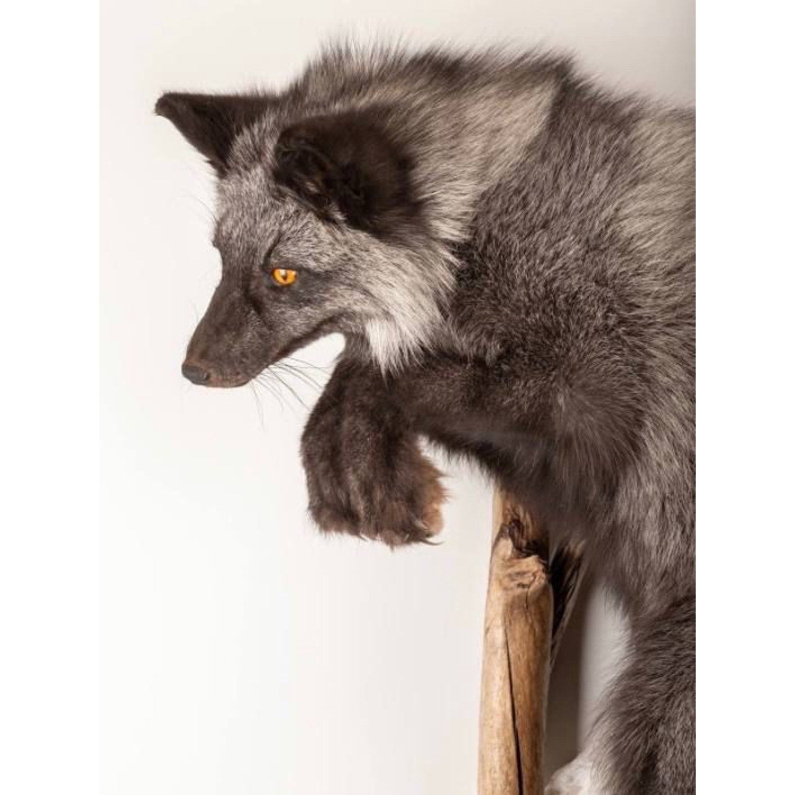 FHART113 - Silver Fox (Vulpes Vulpes) Taxidermy Wall Mount Life Size