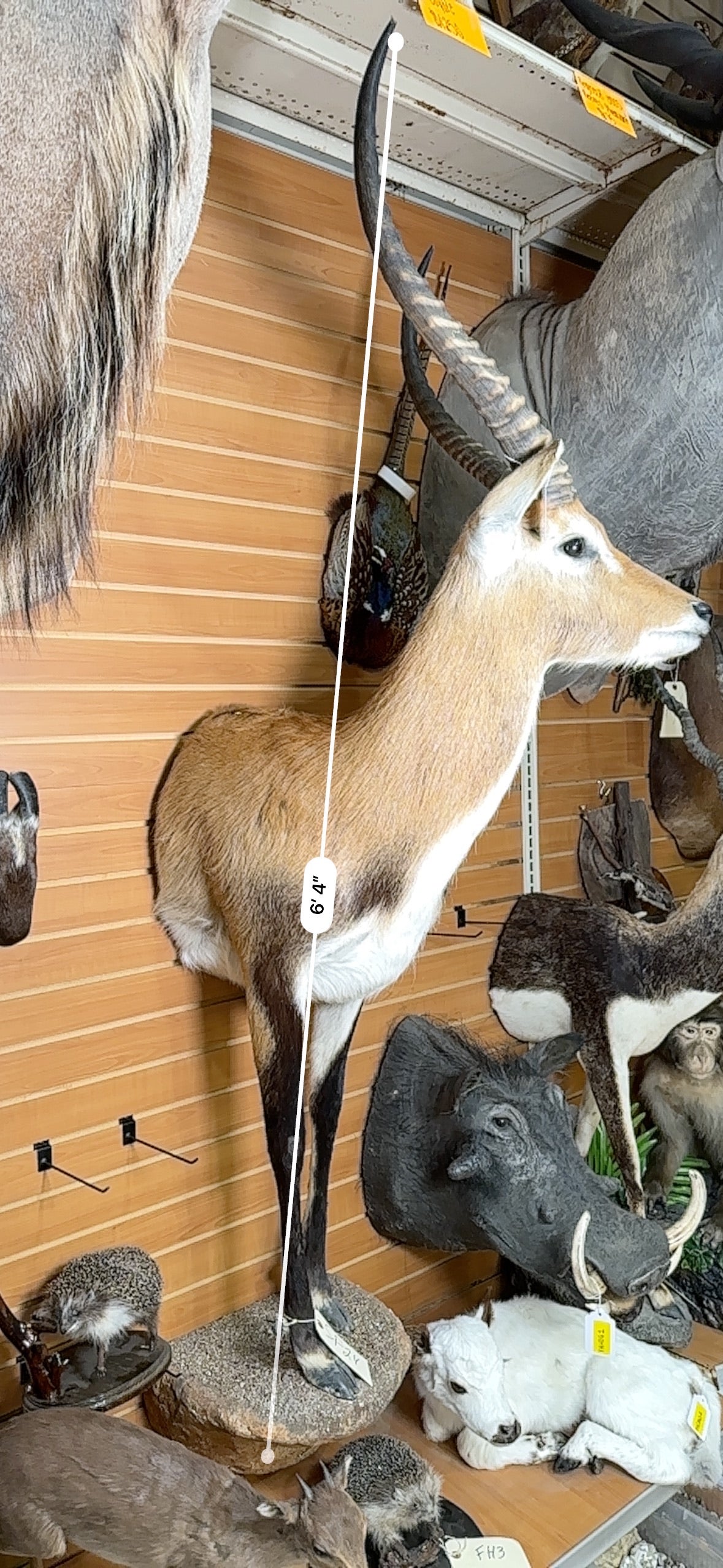 FHANT1 - Lichwe taxidermy wall mount.