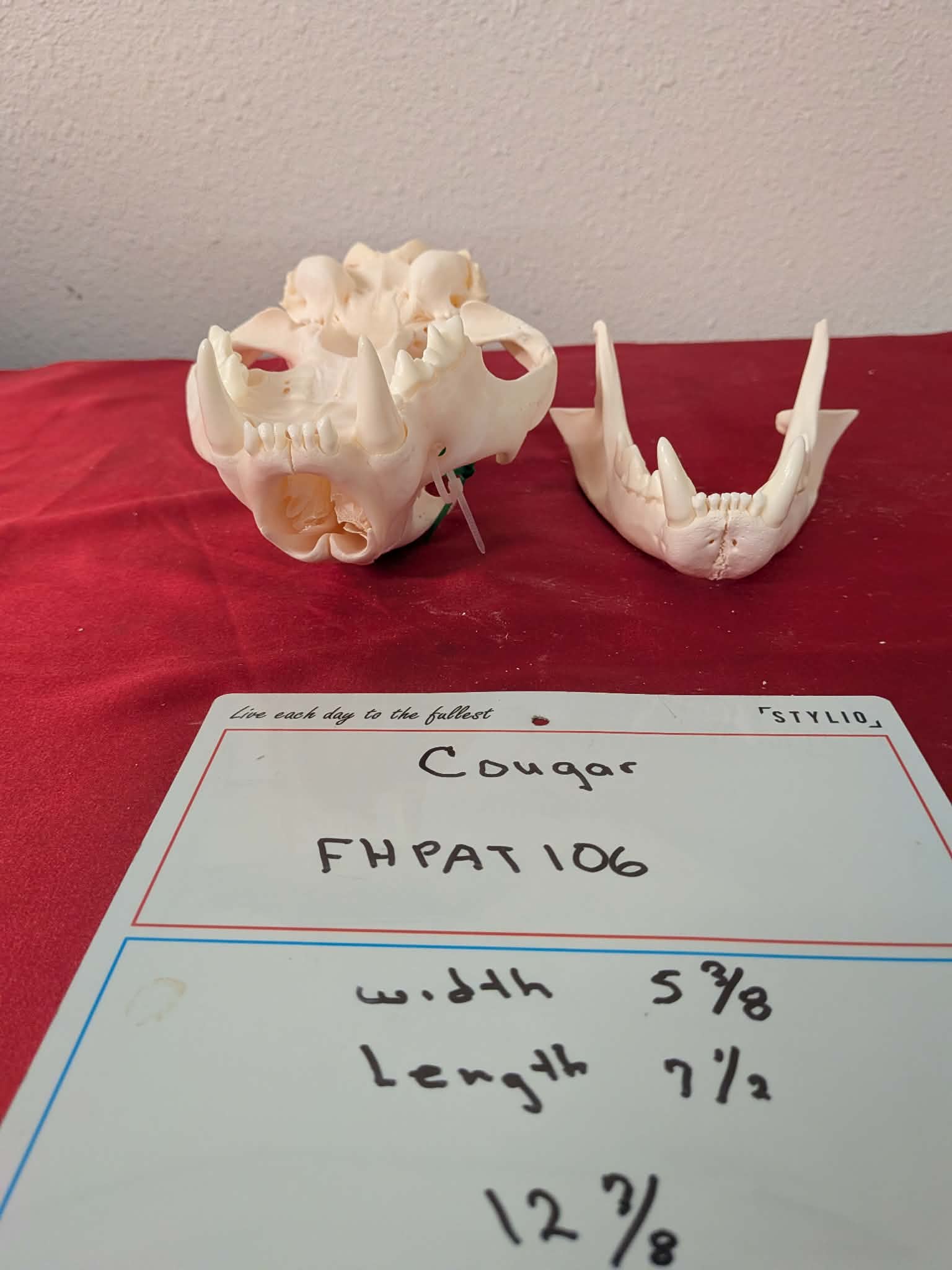 FHPAT106 -professionally cleaned cougar skull