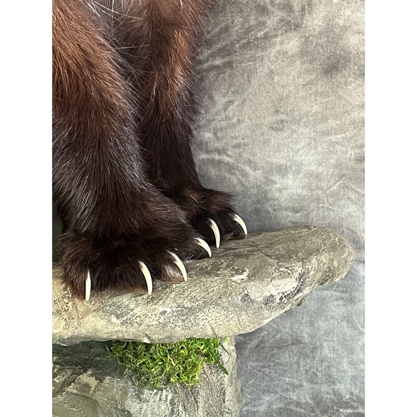 FHWOLV46-Beautiful Real Alaskan Wolverine Prime Fur Taxidermy Mount