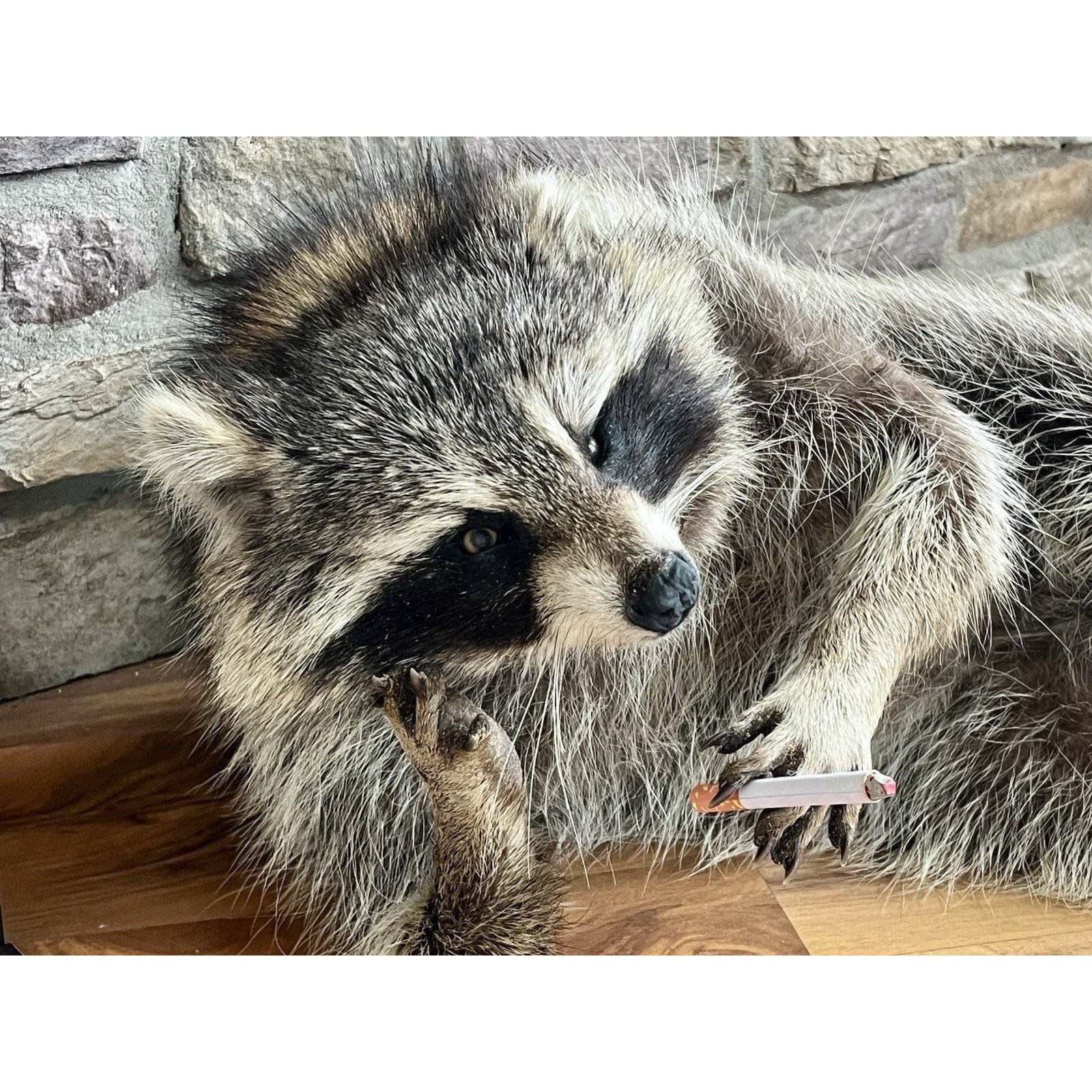 FHWL140- Fat Raccoon Taxidermy Mount