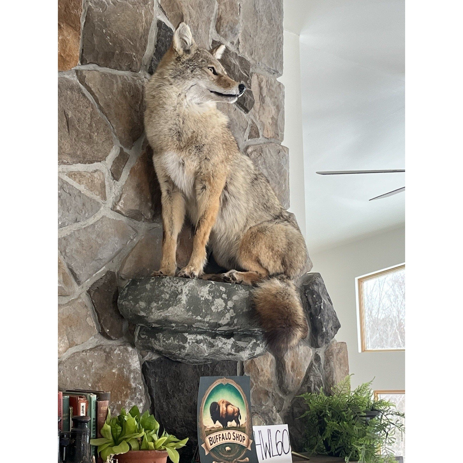 FHWL60 - Coyote Museum Quality Wall mount Taxidermy