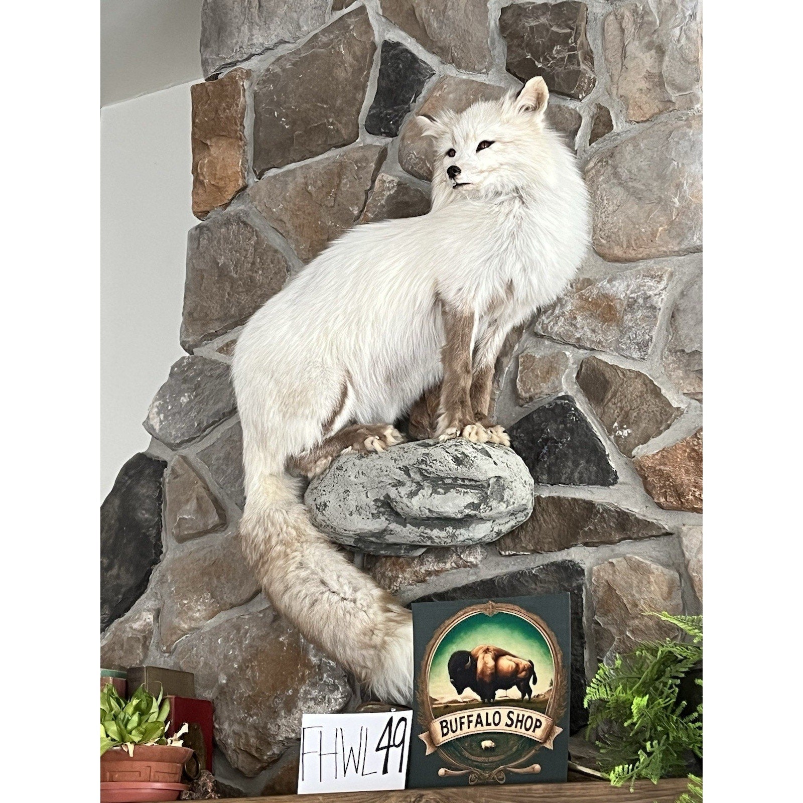 FHWL49- White Cross Fox Taxidermy mount