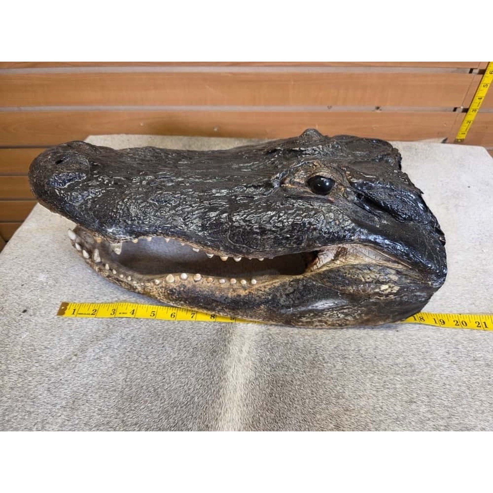 FHCM30 - XL Taxidermy Alligator Head 20”