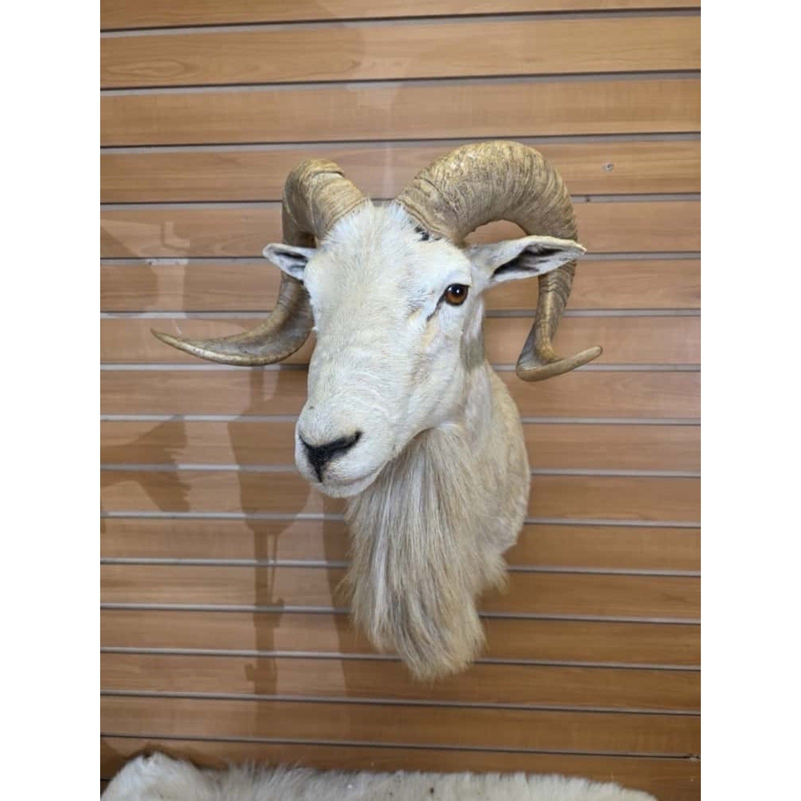 FHMN3 - Dall Sheep taxidermy shoulder mount