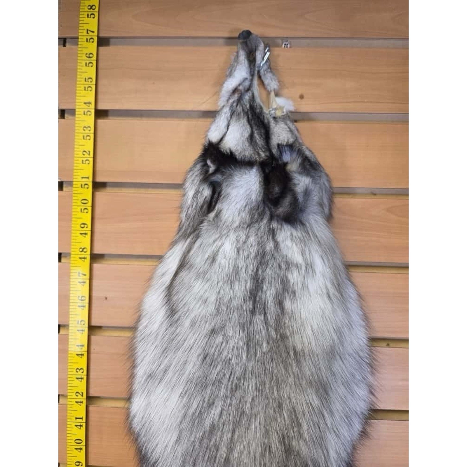 FHCM11 - Soft Tanned Blue Ranch Fox Furs Taxidermy