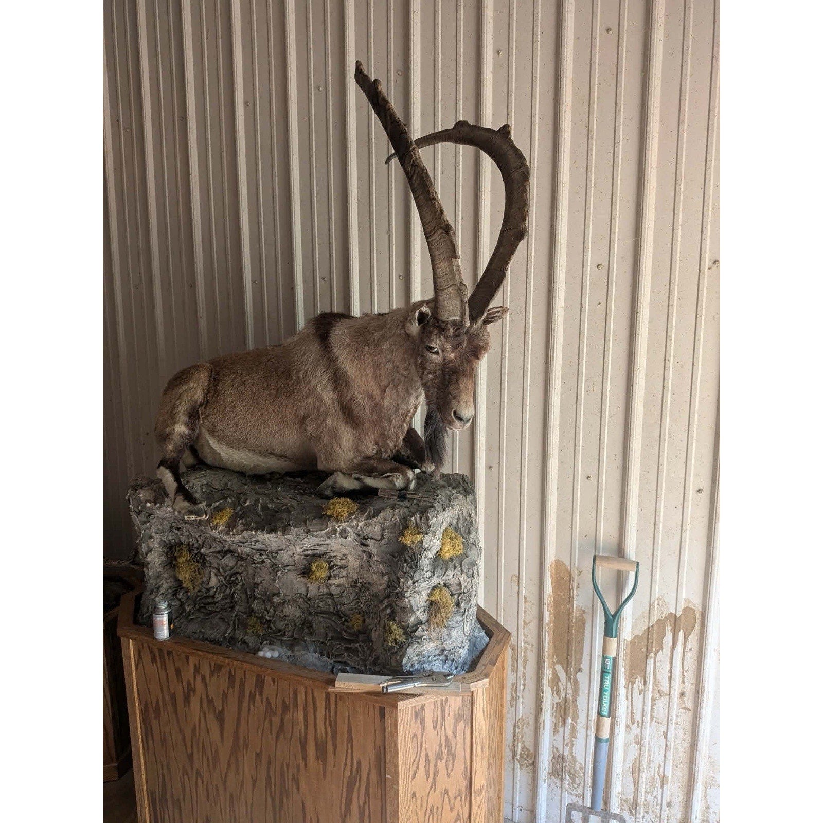 FHPAT - XL Ibex Taxidermy Full Body Mount