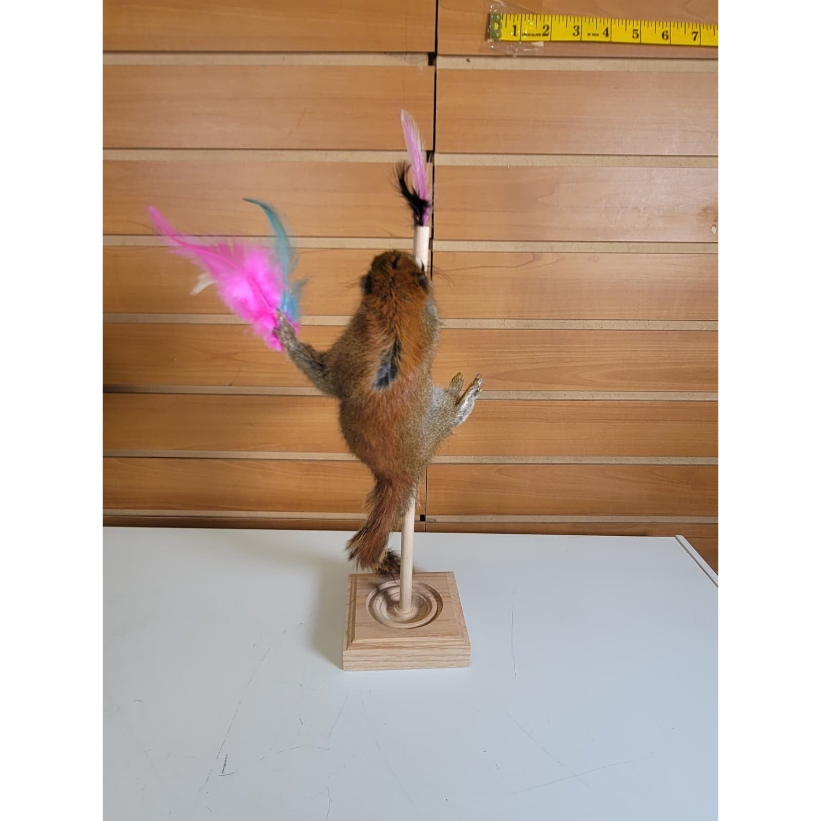 FHSQ307 - Stripping American Red Squirrel Taxidermy Mount