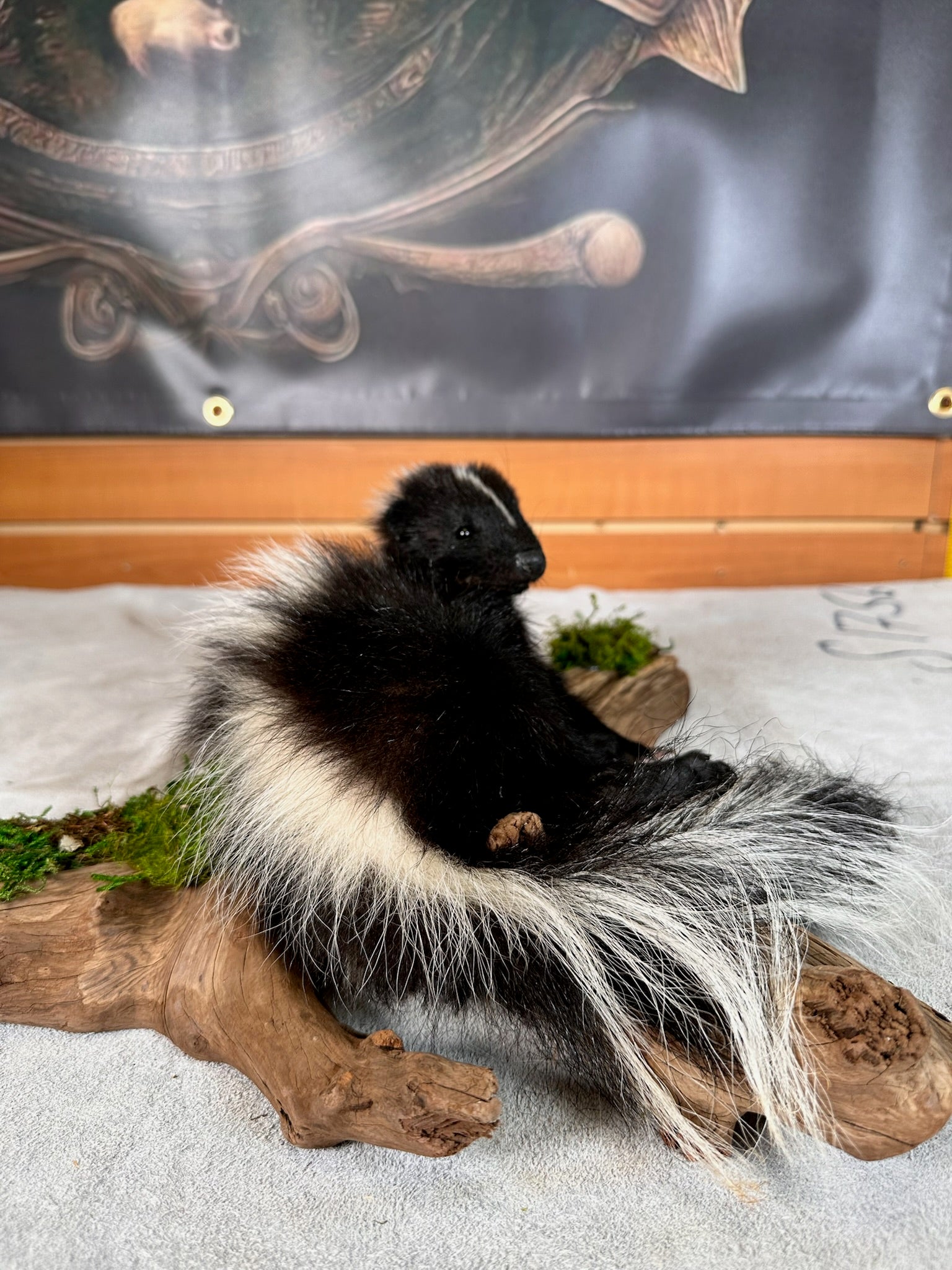 FHSKU33- baby skunk taxidermy mount