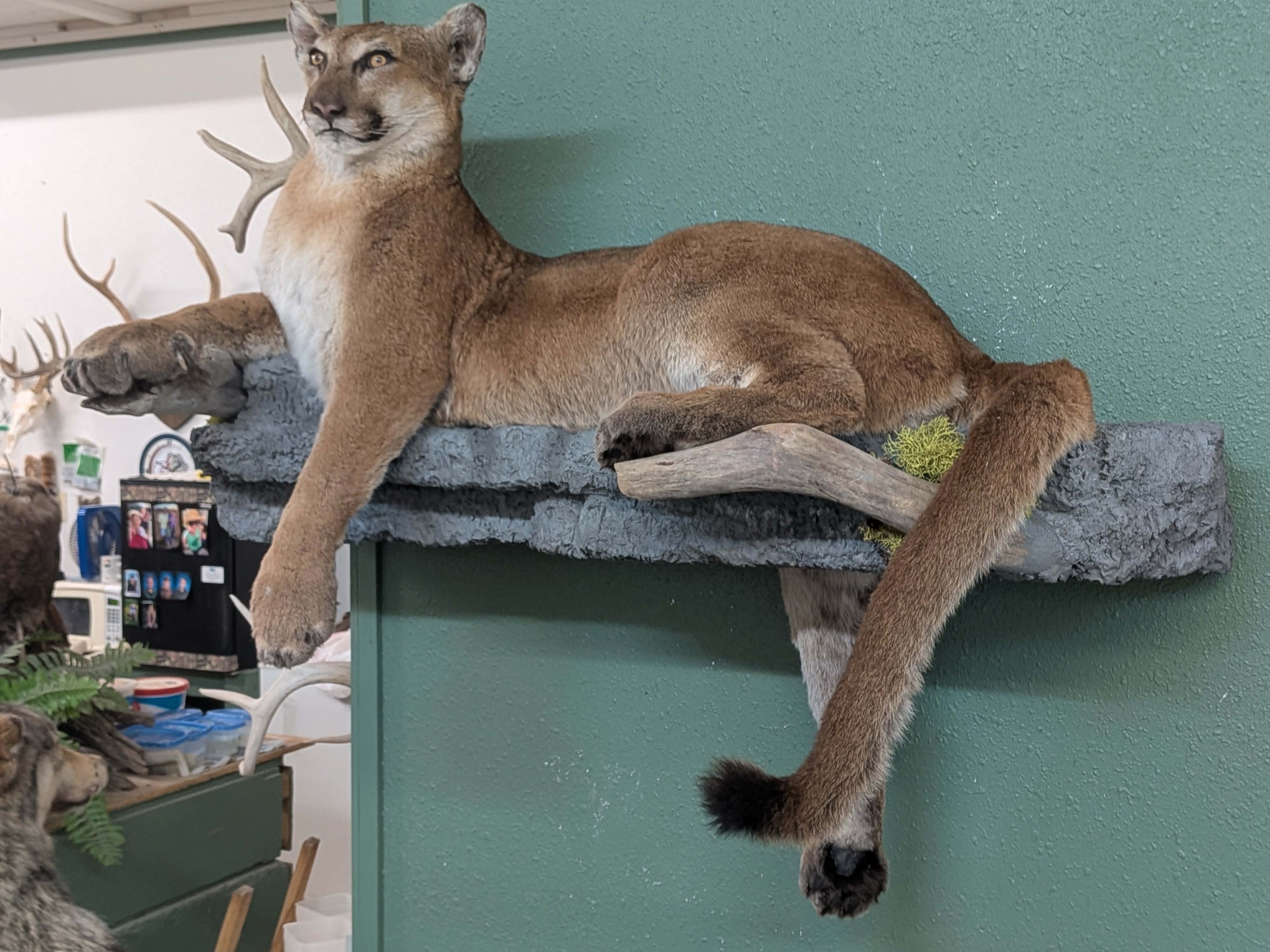 FHPAT3738- Cougar Lifesize Taxidermy Mount