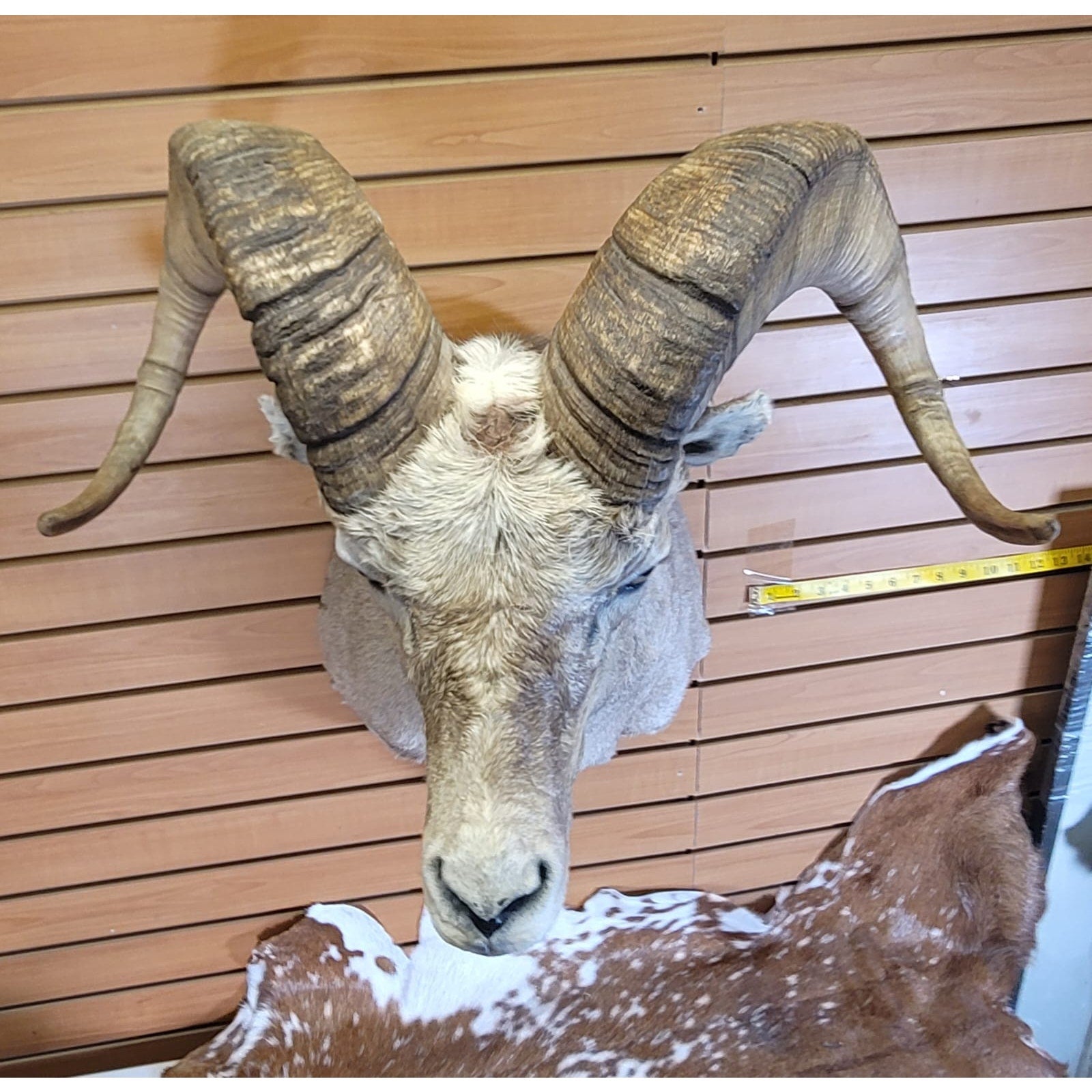 FHRAM301 - Bighorn Sheep Head – Taxidermy Mount